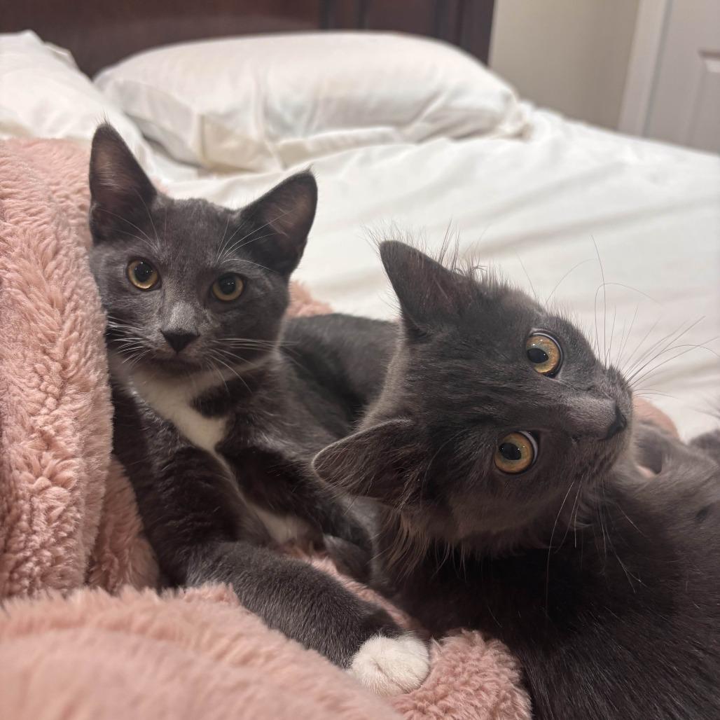 Enlarge Oliver, a Adoptable Domestic Short Hair in Washougal, WA image 2/2