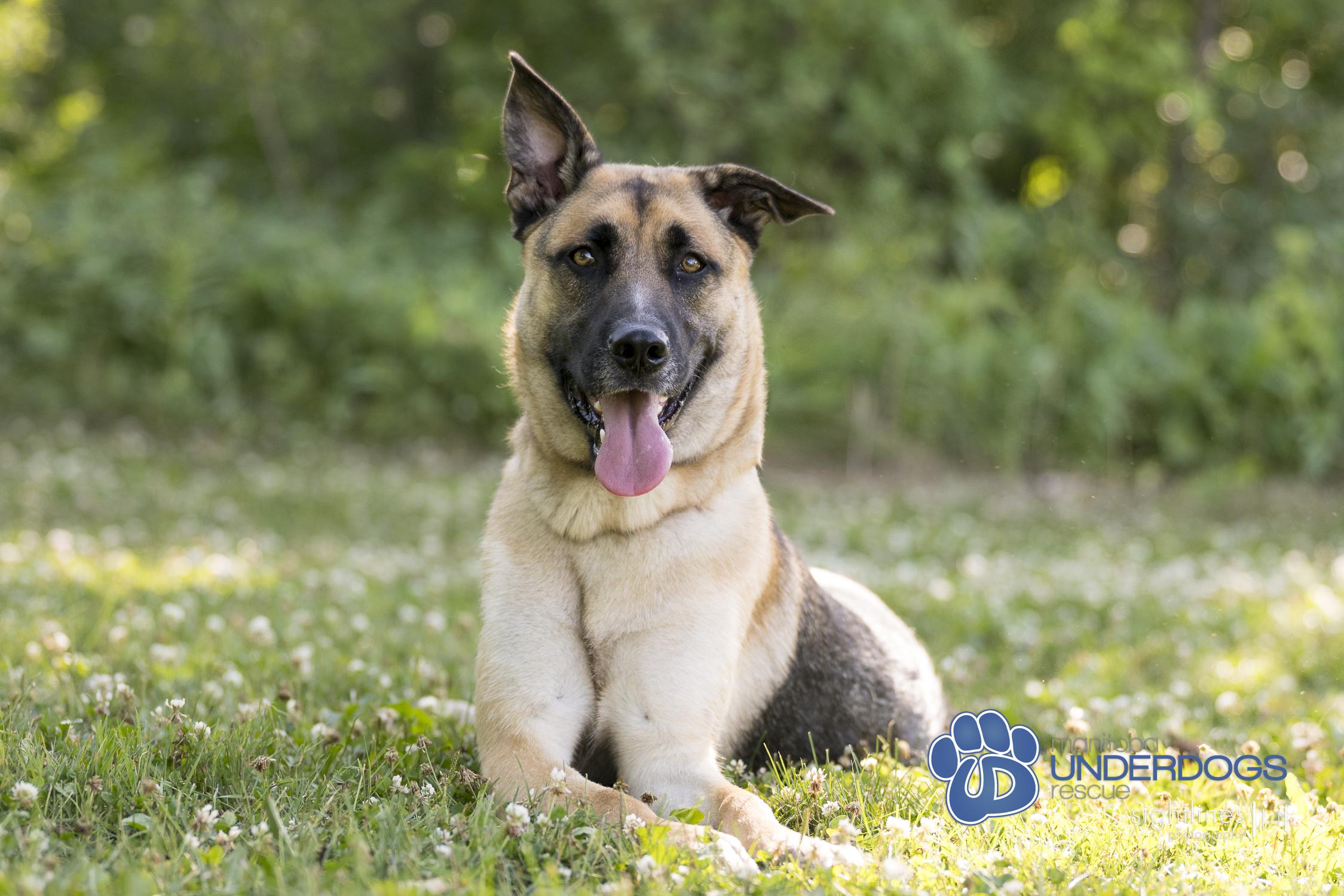 Fleecy, an adoptable Shepherd in Winnipeg, MB, R2M 2K2 | Photo Image 1