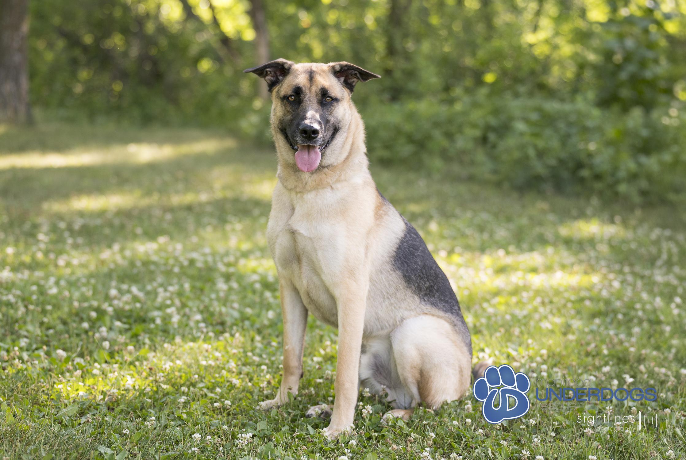 Fleecy, an adoptable Shepherd in Winnipeg, MB, R2M 2K2 | Photo Image 4