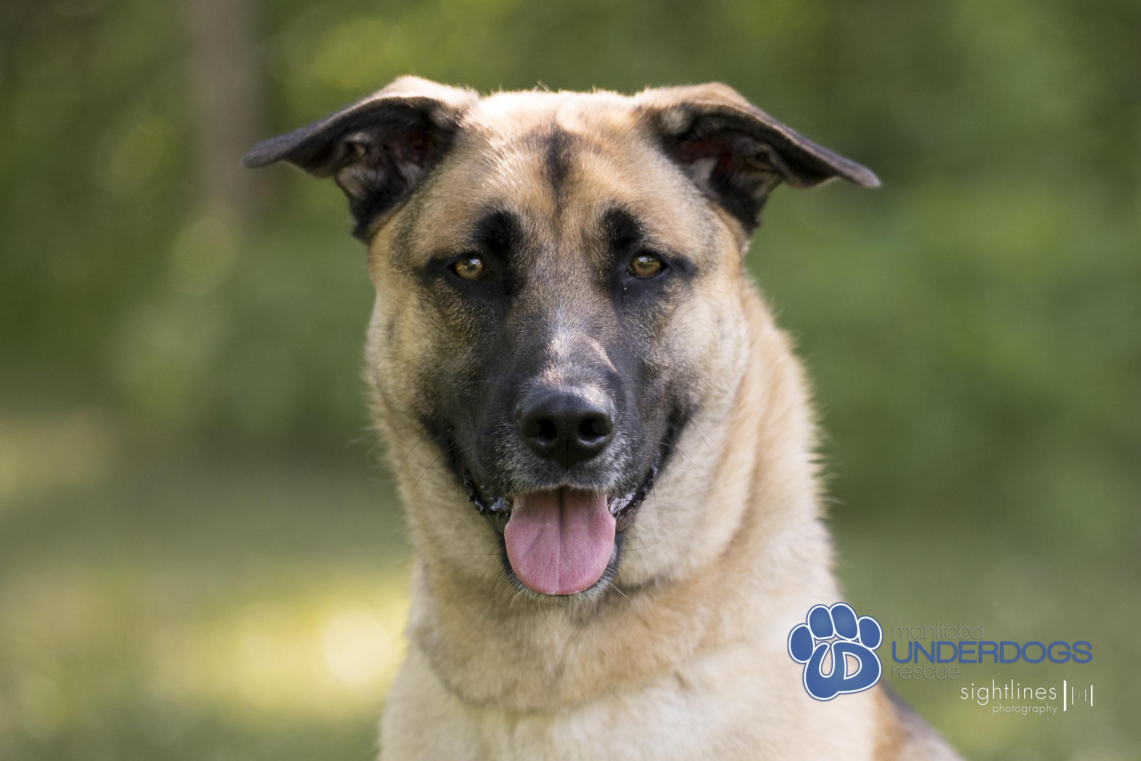 Fleecy, an adoptable Shepherd in Winnipeg, MB, R2M 2K2 | Photo Image 2