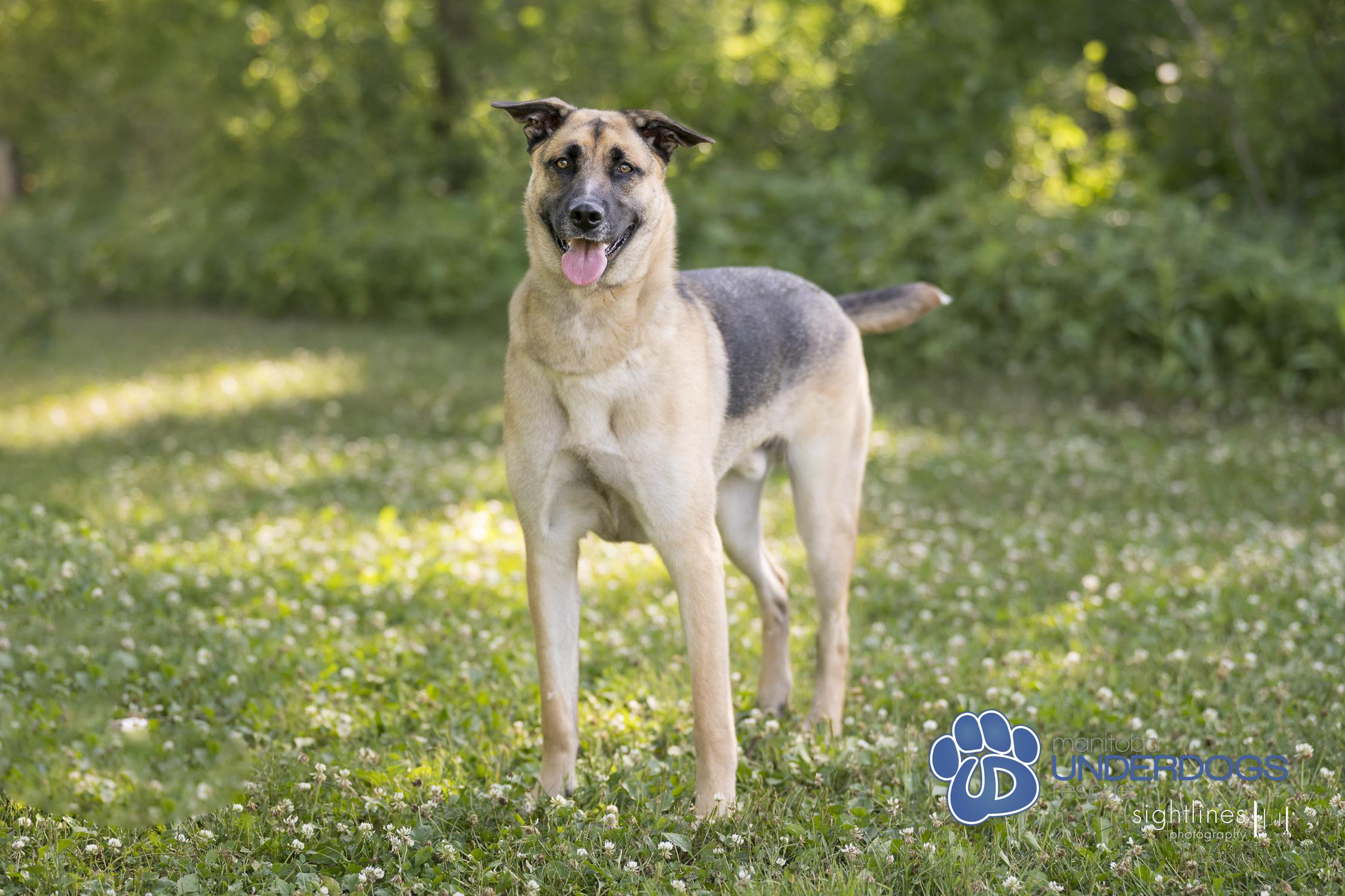 Fleecy, an adoptable Shepherd in Winnipeg, MB, R2M 2K2 | Photo Image 3
