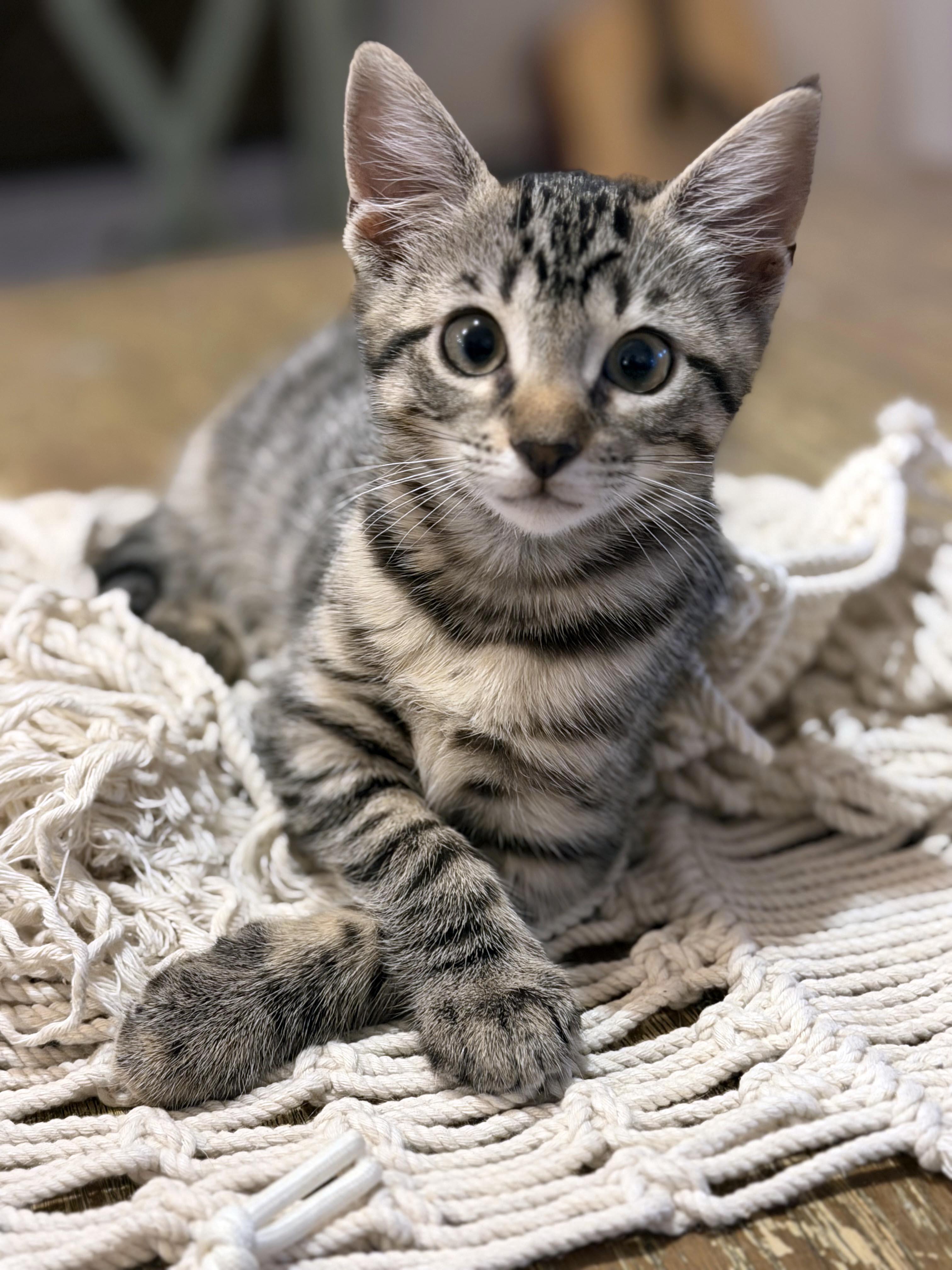 LaRoo, ADOPTABLE, Kitten Female Domestic Short Hair & Tiger.