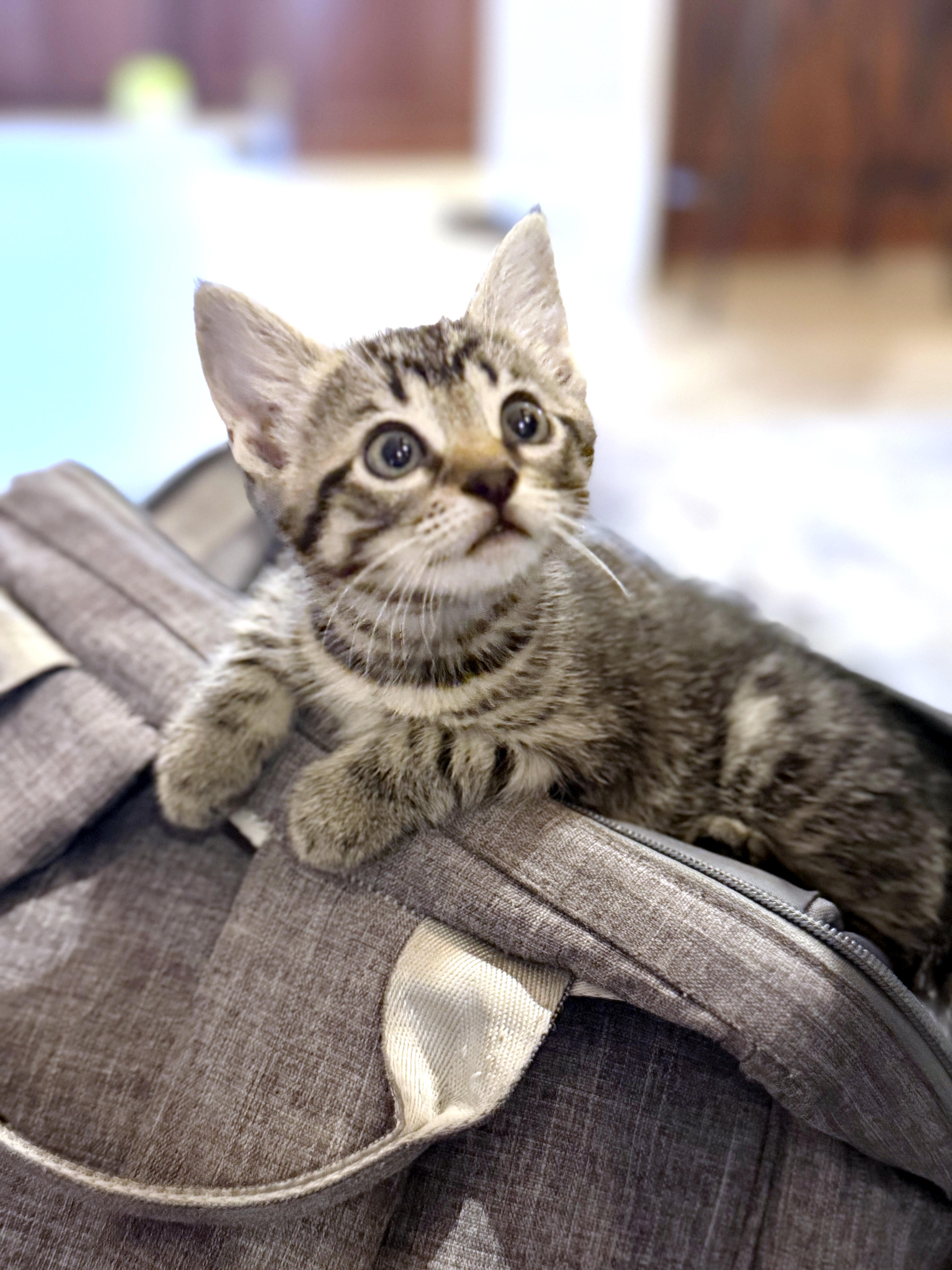 LaRoo, a ADOPTABLE mixed breed in Lake Monroe, FL image 2/4