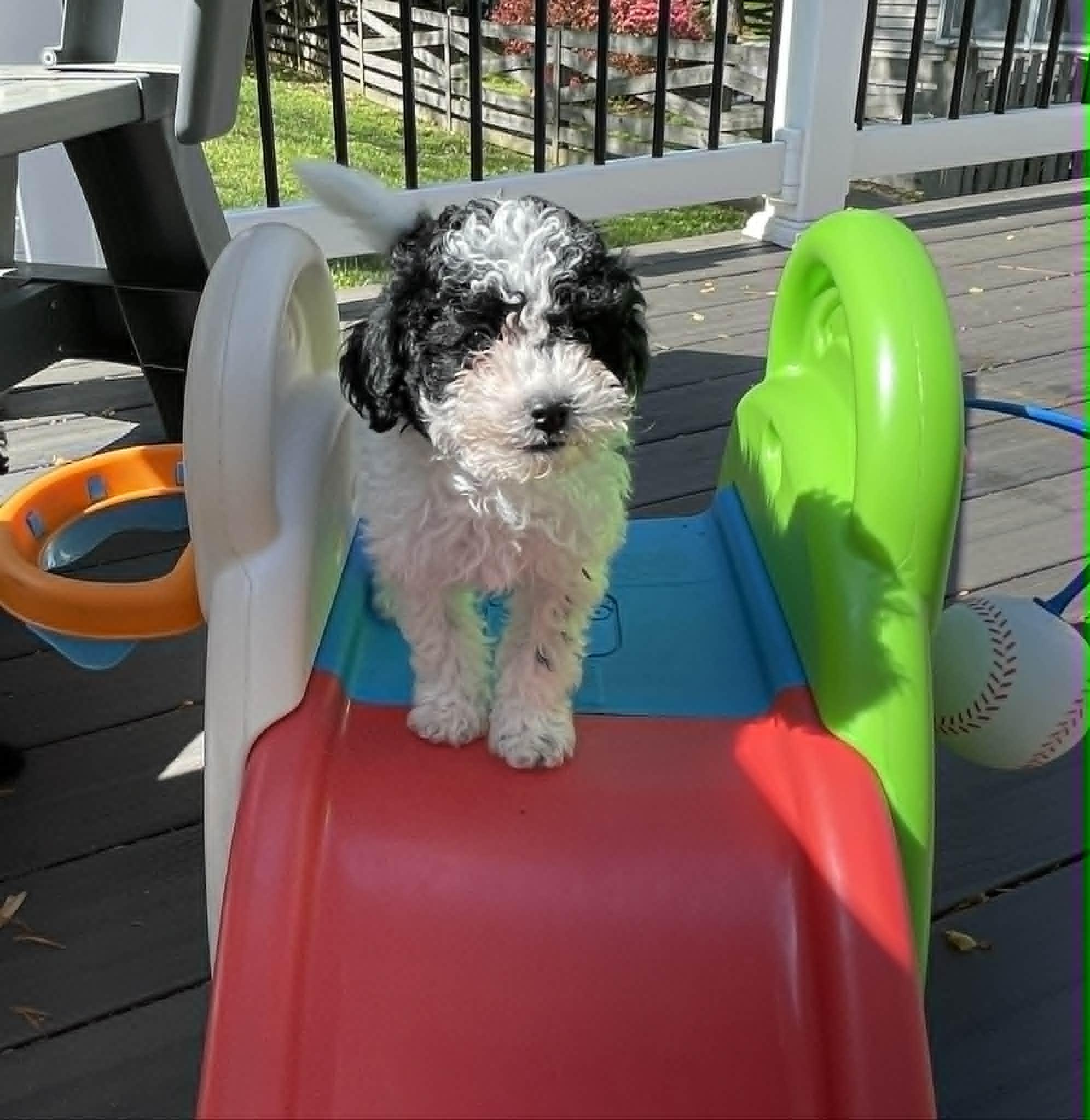 Enlarge Domino, a ADOPTABLE mixed breed in Ellicott City, MD image 4/6