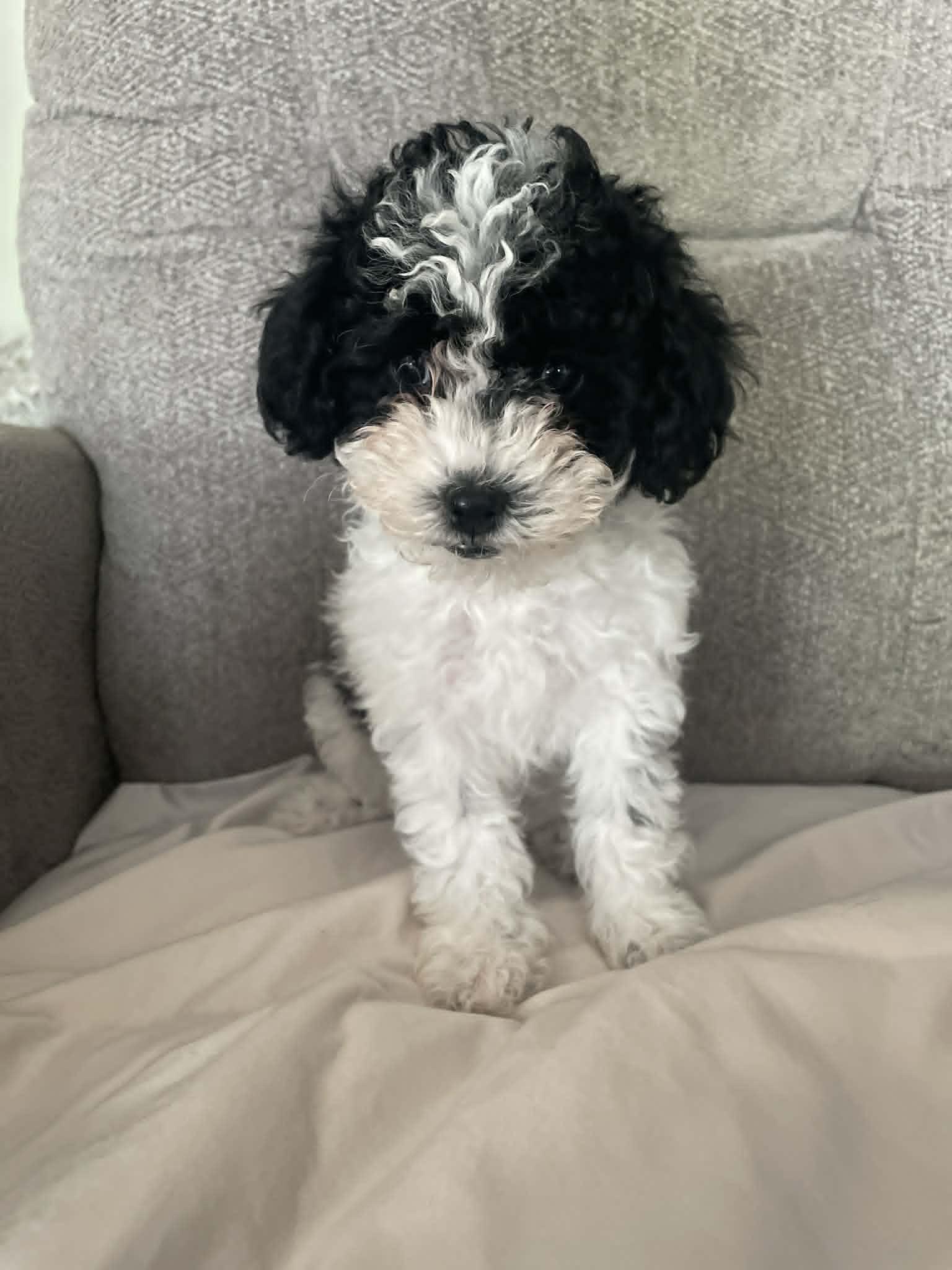 Enlarge Domino, a ADOPTABLE mixed breed in Ellicott City, MD image 3/6