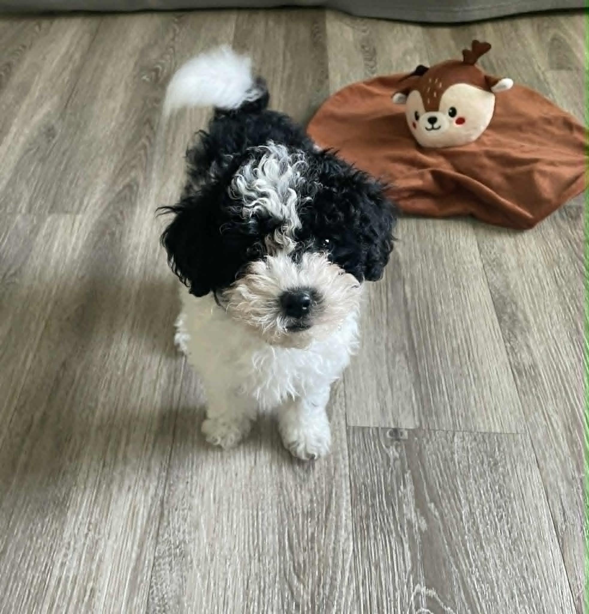 Enlarge Domino, a ADOPTABLE mixed breed in Ellicott City, MD image 5/6