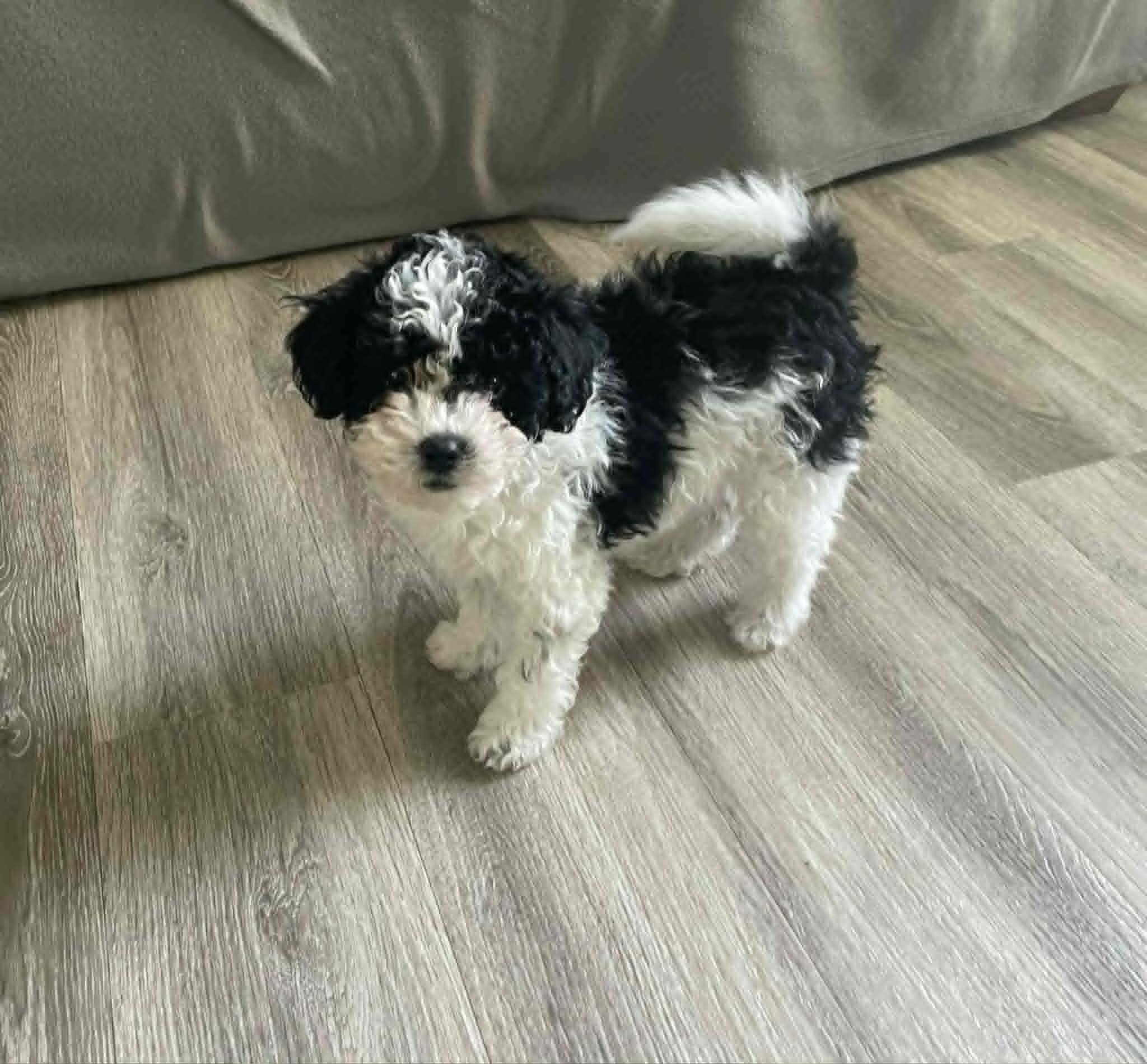 Enlarge Domino, a ADOPTABLE mixed breed in Ellicott City, MD image 2/6