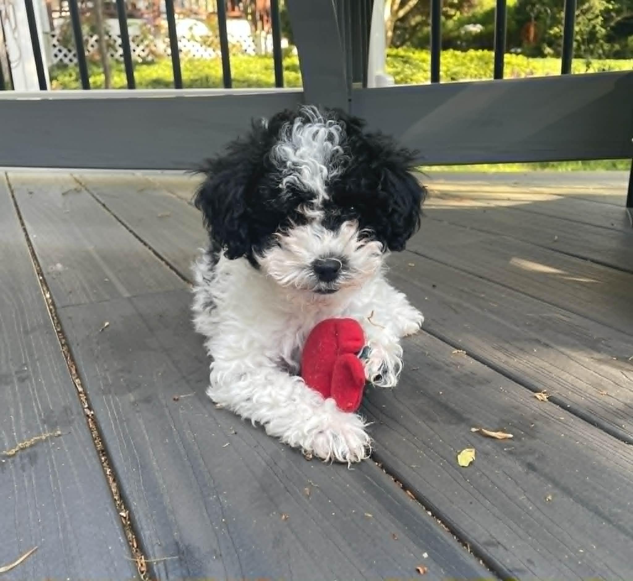 Domino, ADOPTABLE, Puppy Female Poodle & Mixed Breed.