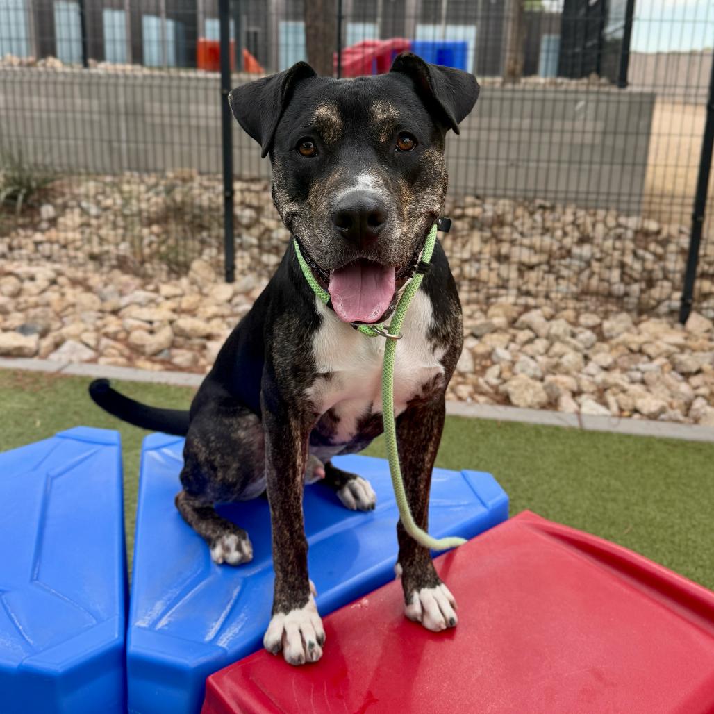 Tuxedo, a Adoptable Black Mouth Cur in Apache Junction, AZ image 1/5