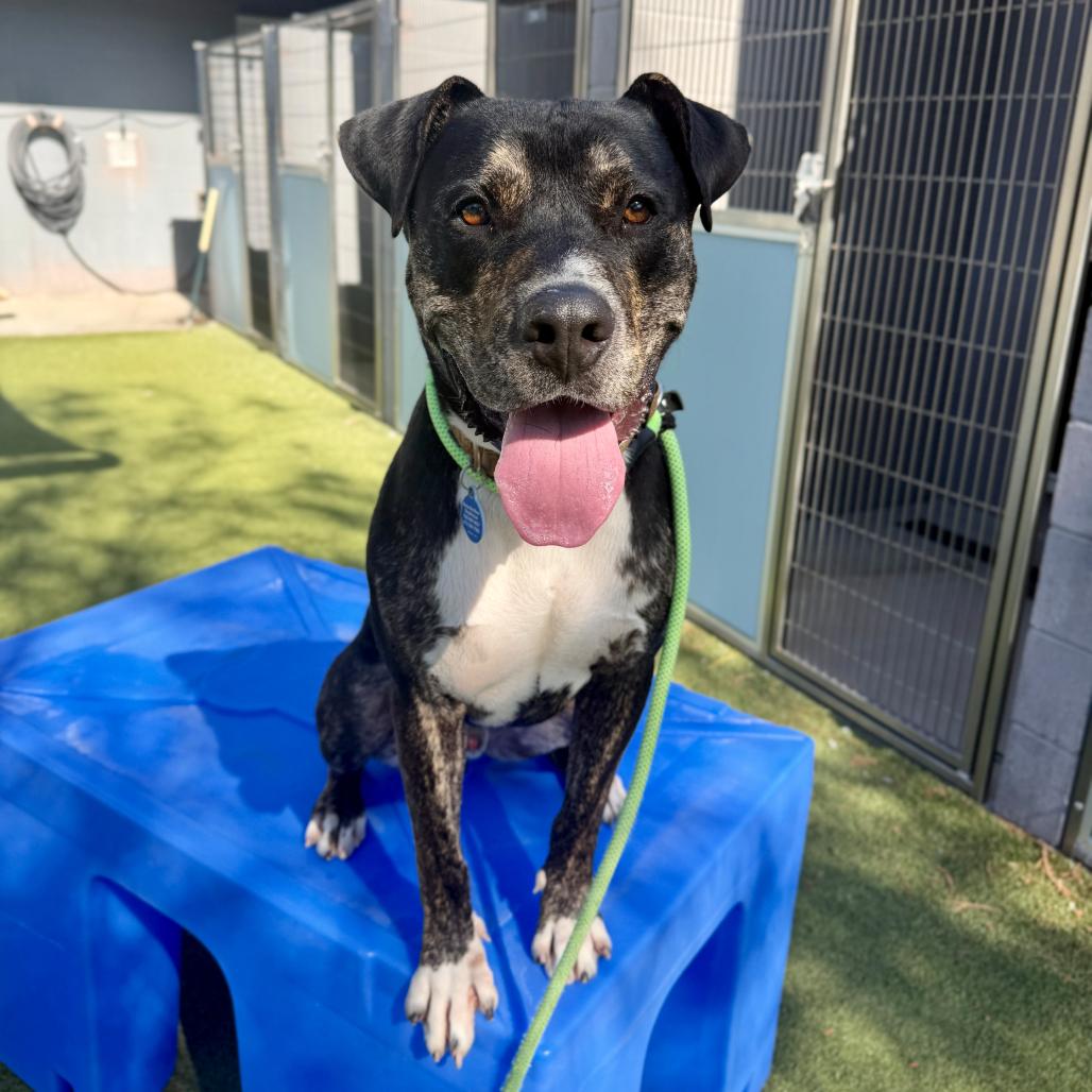 Tuxedo, a Adoptable Black Mouth Cur in Apache Junction, AZ image 2/5