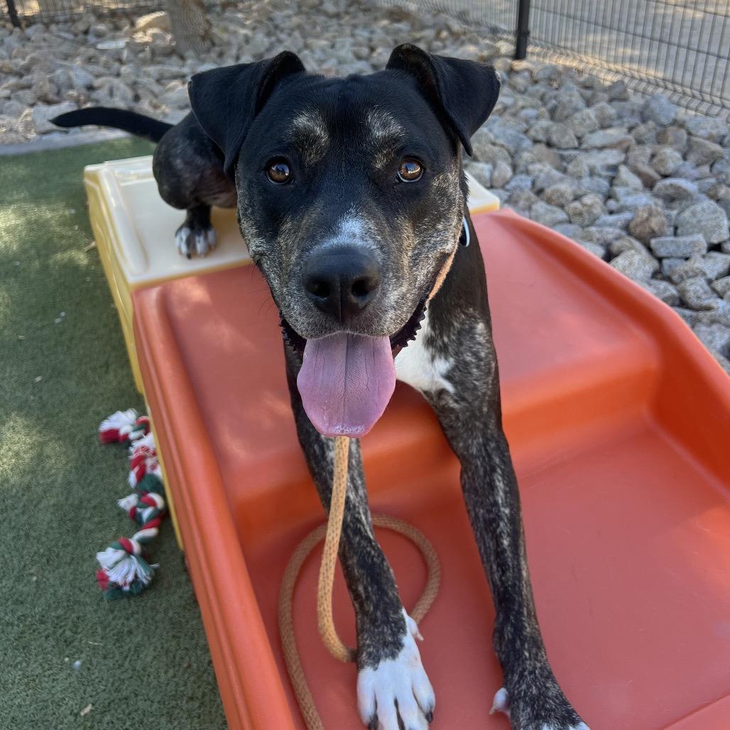 Tuxedo, a Adoptable Black Mouth Cur in Apache Junction, AZ image 3/6