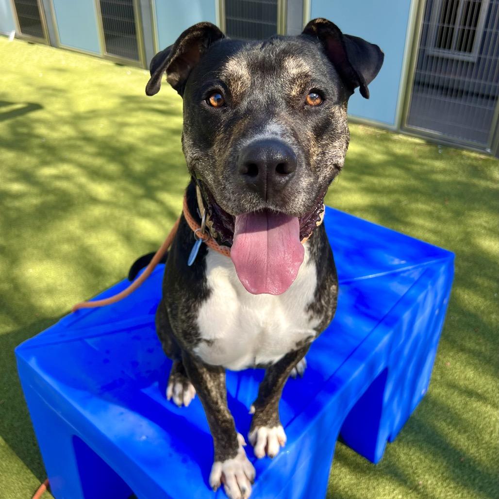 Tuxedo, a Adoptable Black Mouth Cur in Apache Junction, AZ image 3/5