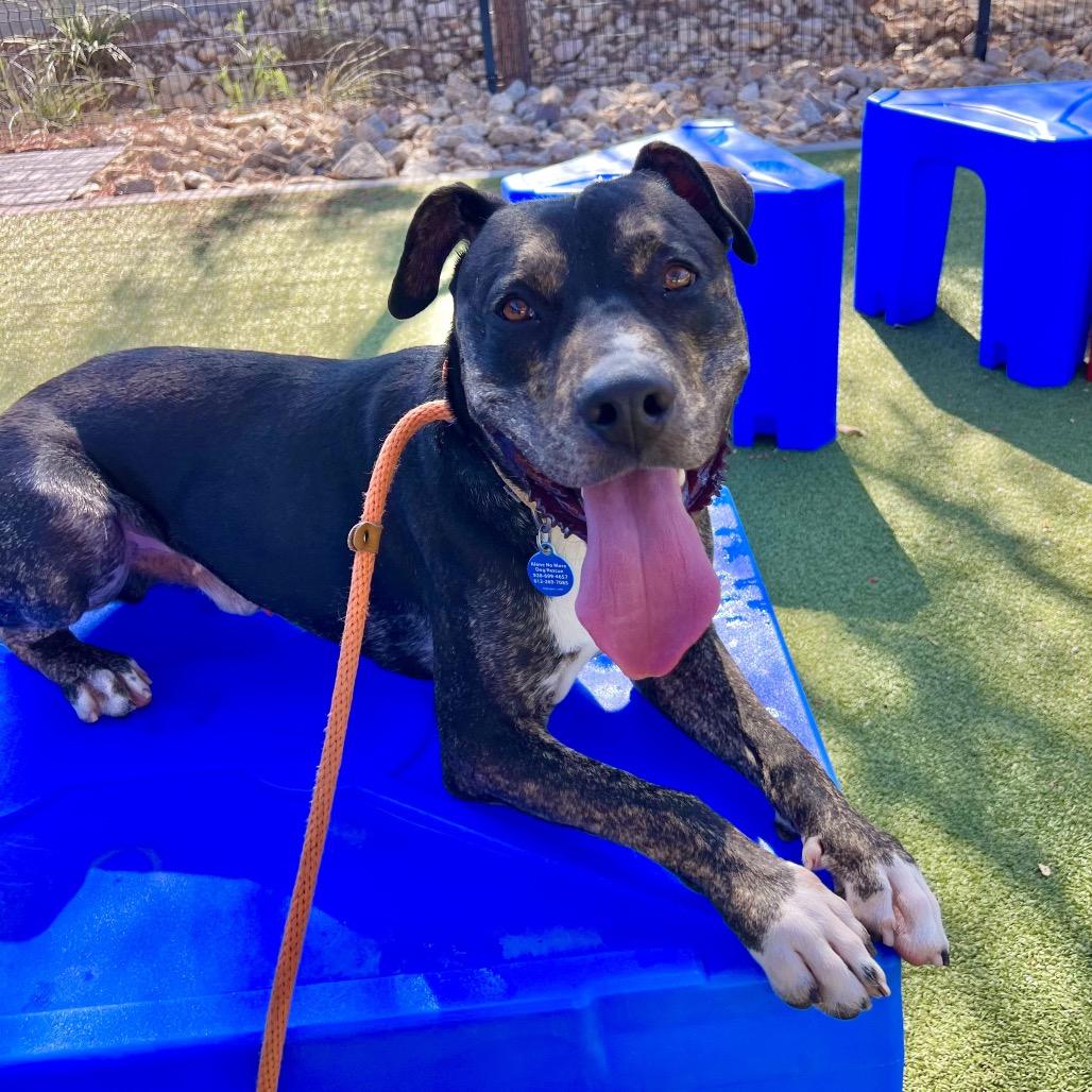 Tuxedo, a Adoptable Black Mouth Cur in Apache Junction, AZ image 4/5