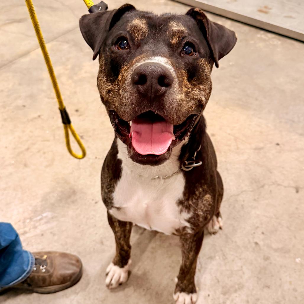 Tuxedo, a Adoptable Black Mouth Cur in Apache Junction, AZ image 5/5