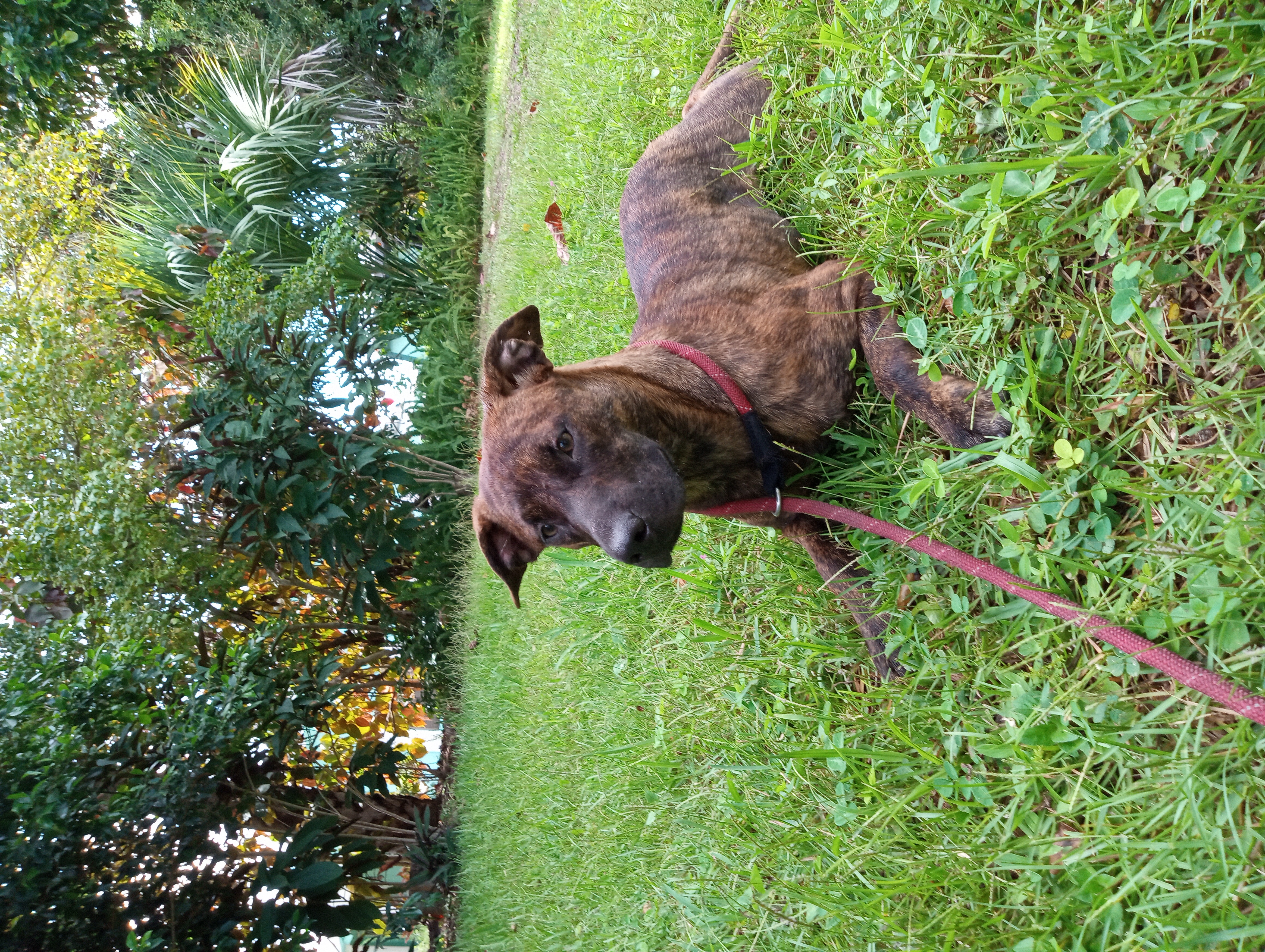 Cinnamon, a Adoptable Shepherd in Boca Raton, FL image 1/3