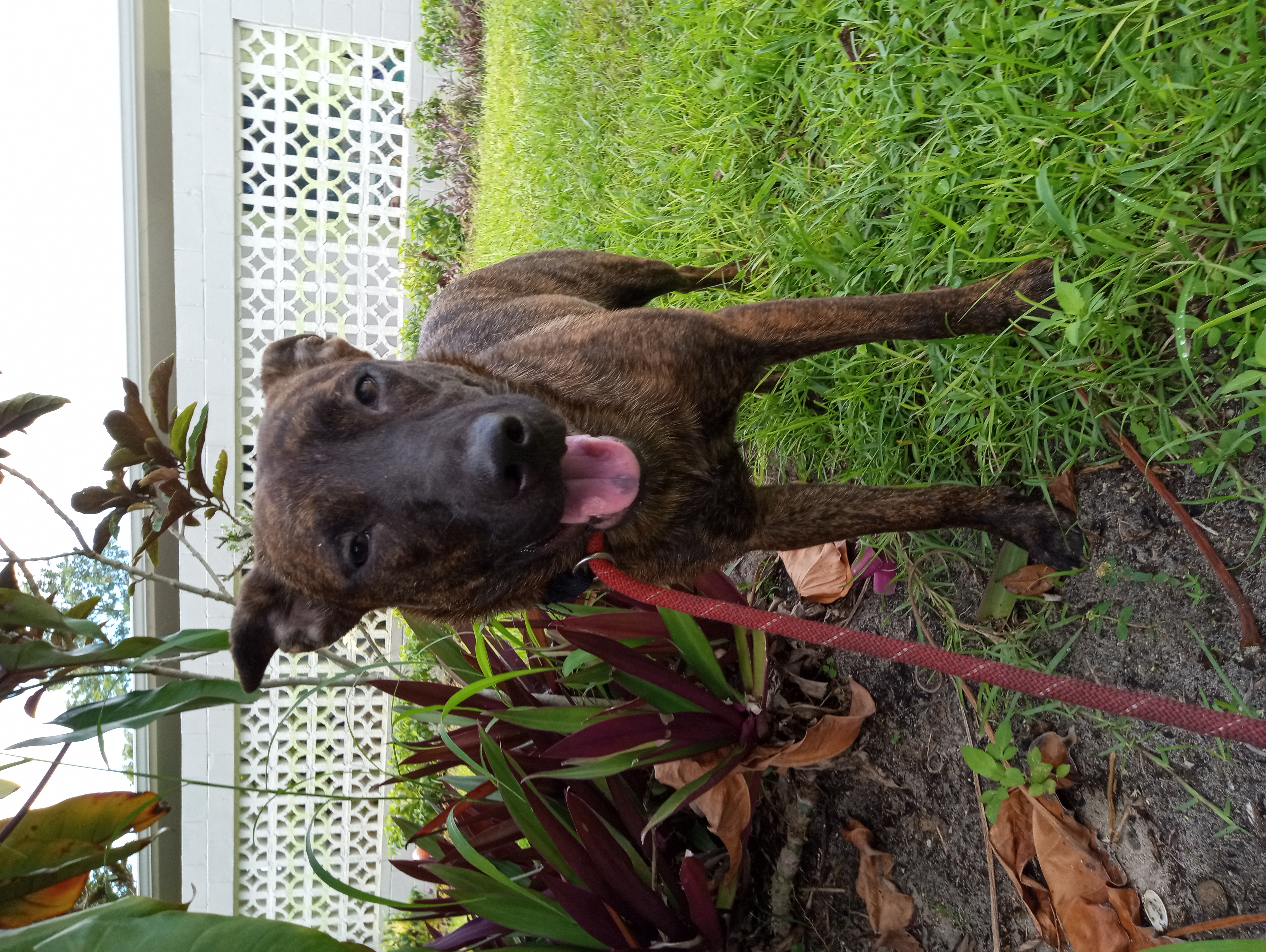 Cinnamon, a Adoptable Shepherd in Boca Raton, FL image 2/3