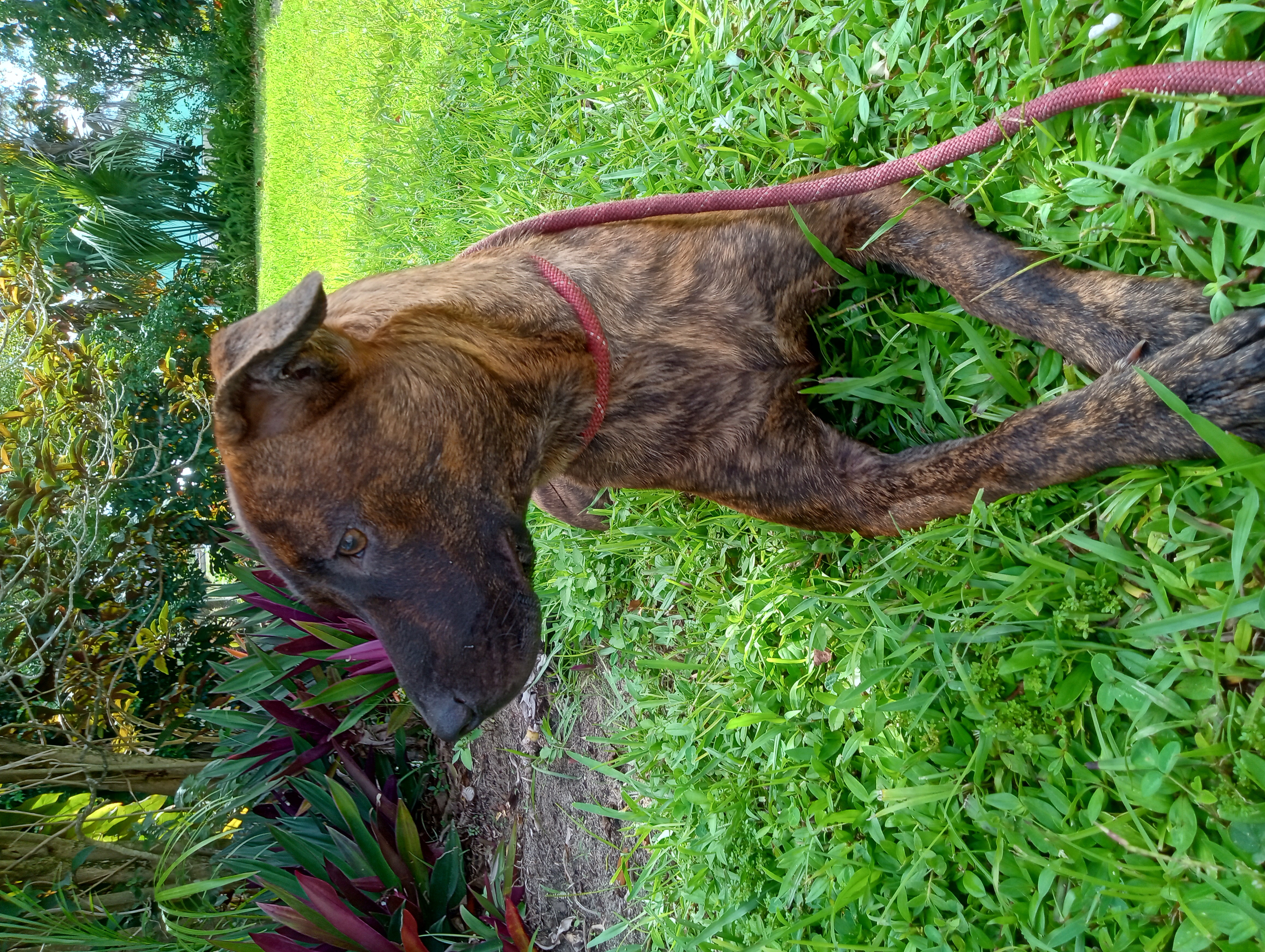 Cinnamon, a Adoptable Shepherd in Boca Raton, FL image 3/3