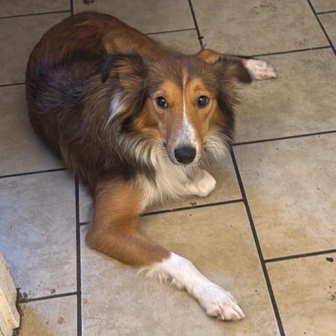 Enlarge Zoey  / Willow, a Adopted mixed breed in Elyria, OH image 1/4