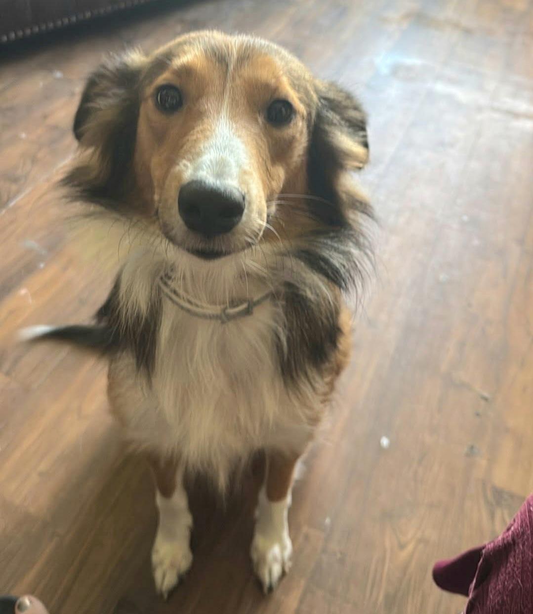 Enlarge Zoey  / Willow, a Adopted mixed breed in Elyria, OH image 2/4