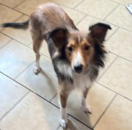 Enlarge Zoey  / Willow, a Adopted mixed breed in Elyria, OH image 3/4