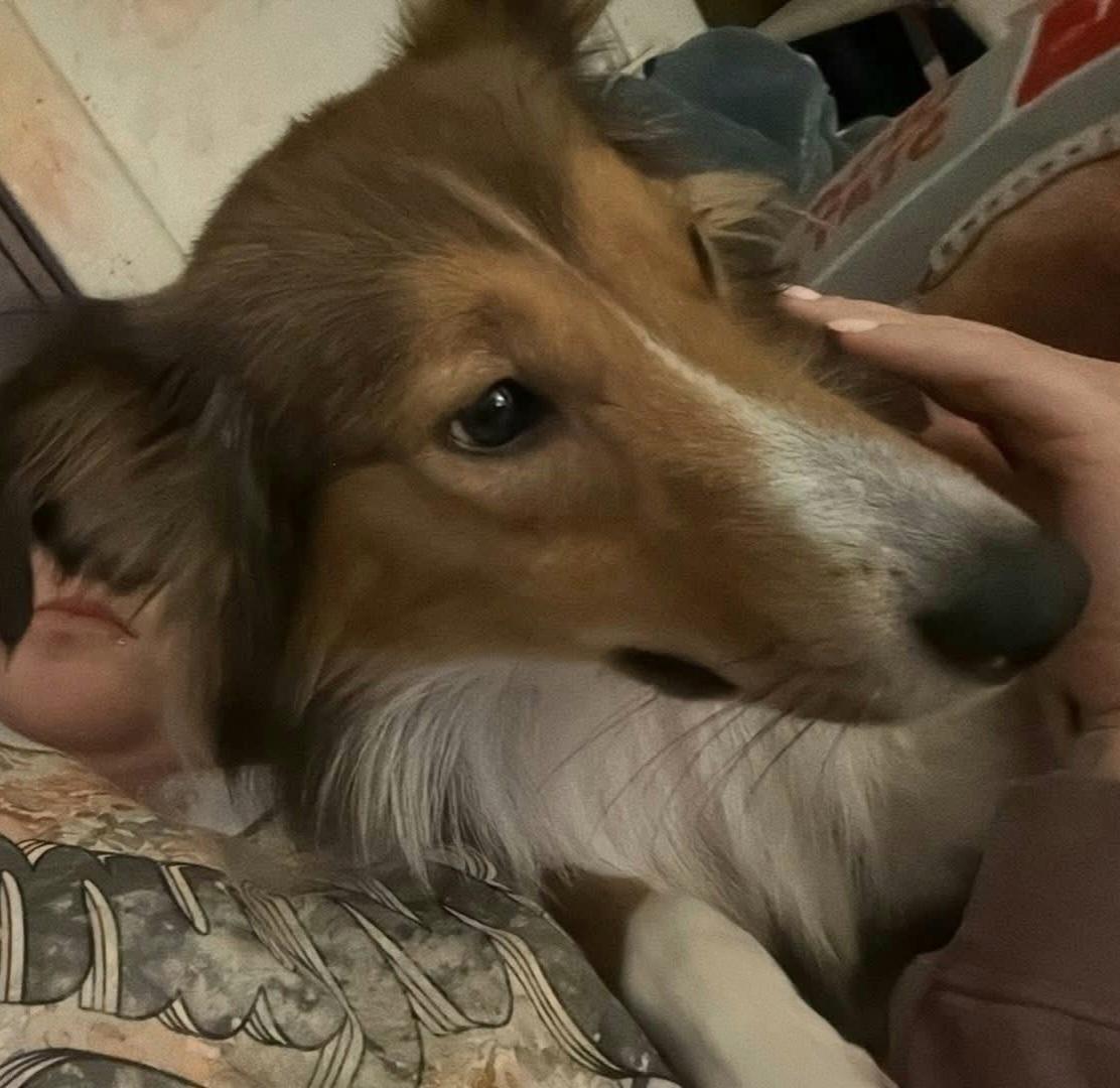 Enlarge Zoey  / Willow, a Adopted mixed breed in Elyria, OH image 4/4