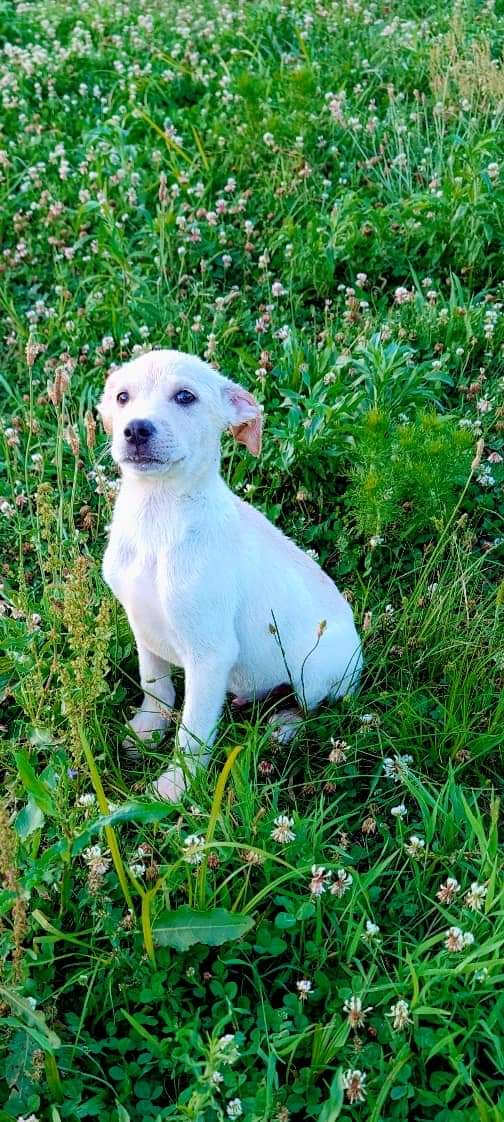 Enlarge Scottie (NO ADOPTION FEE Home, Foster or Rescue Needed ASAP), a Adopted Mixed Breed in Guntersville, AL image 1/3