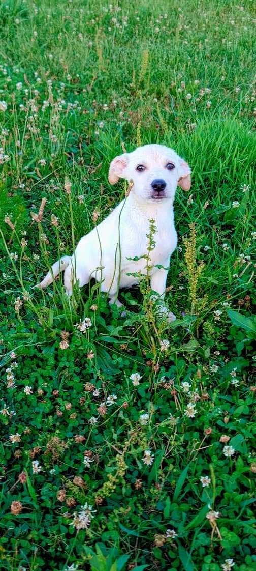 Enlarge Scottie (NO ADOPTION FEE Home, Foster or Rescue Needed ASAP), a Adopted Mixed Breed in Guntersville, AL image 3/3