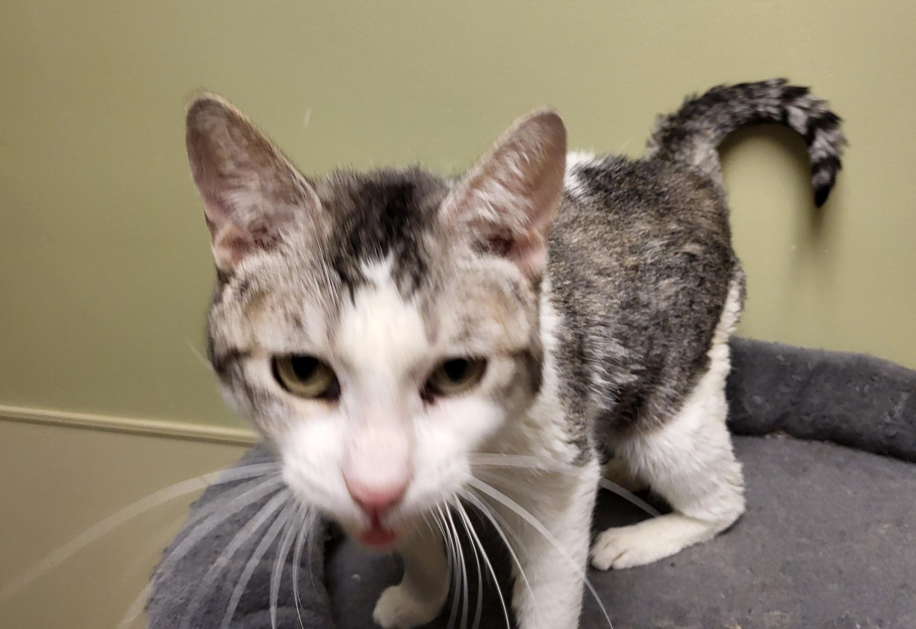 Enlarge 25-0422 "Snookie", a Adoptable Domestic Short Hair in Leavenworth, KS image 1/4