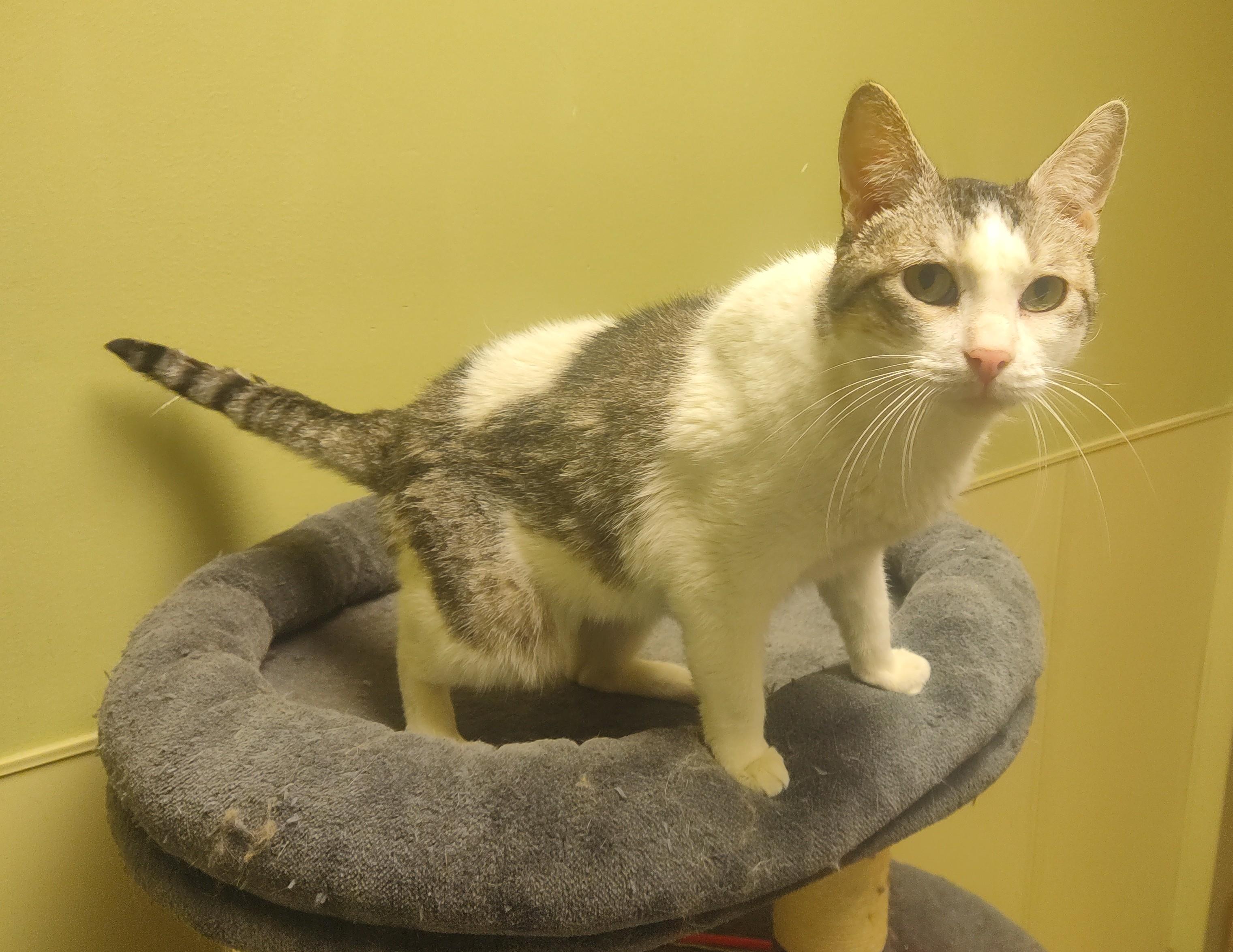 Enlarge 25-0422 "Snookie", a Adoptable Domestic Short Hair in Leavenworth, KS image 2/4