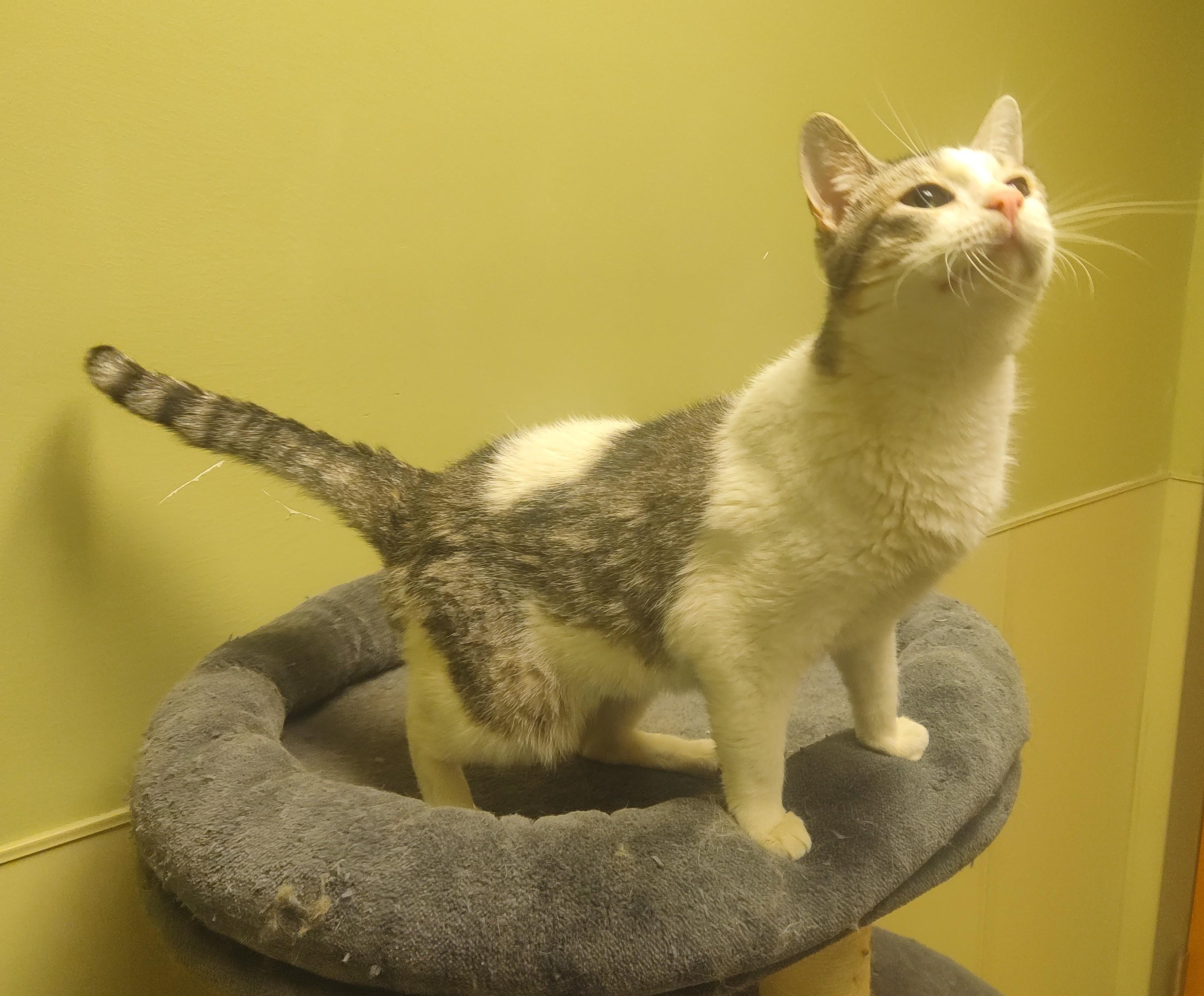 Enlarge 25-0422 "Snookie", a Adoptable Domestic Short Hair in Leavenworth, KS image 3/4