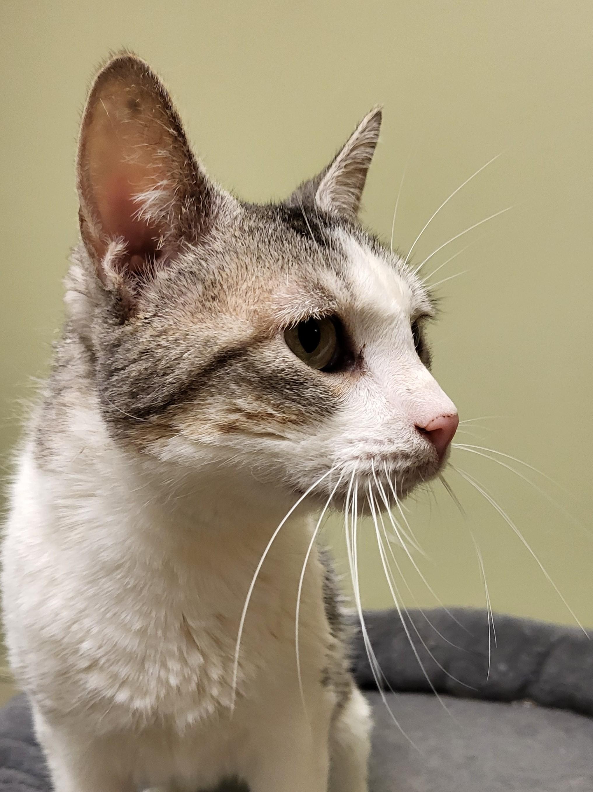 Enlarge 25-0422 "Snookie", a Adoptable Domestic Short Hair in Leavenworth, KS image 4/4