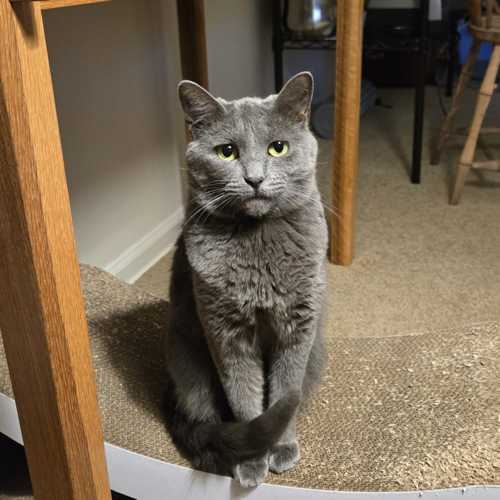Enlarge Rhea, a ADOPTABLE Domestic Short Hair in Evanston, IL image 1/1