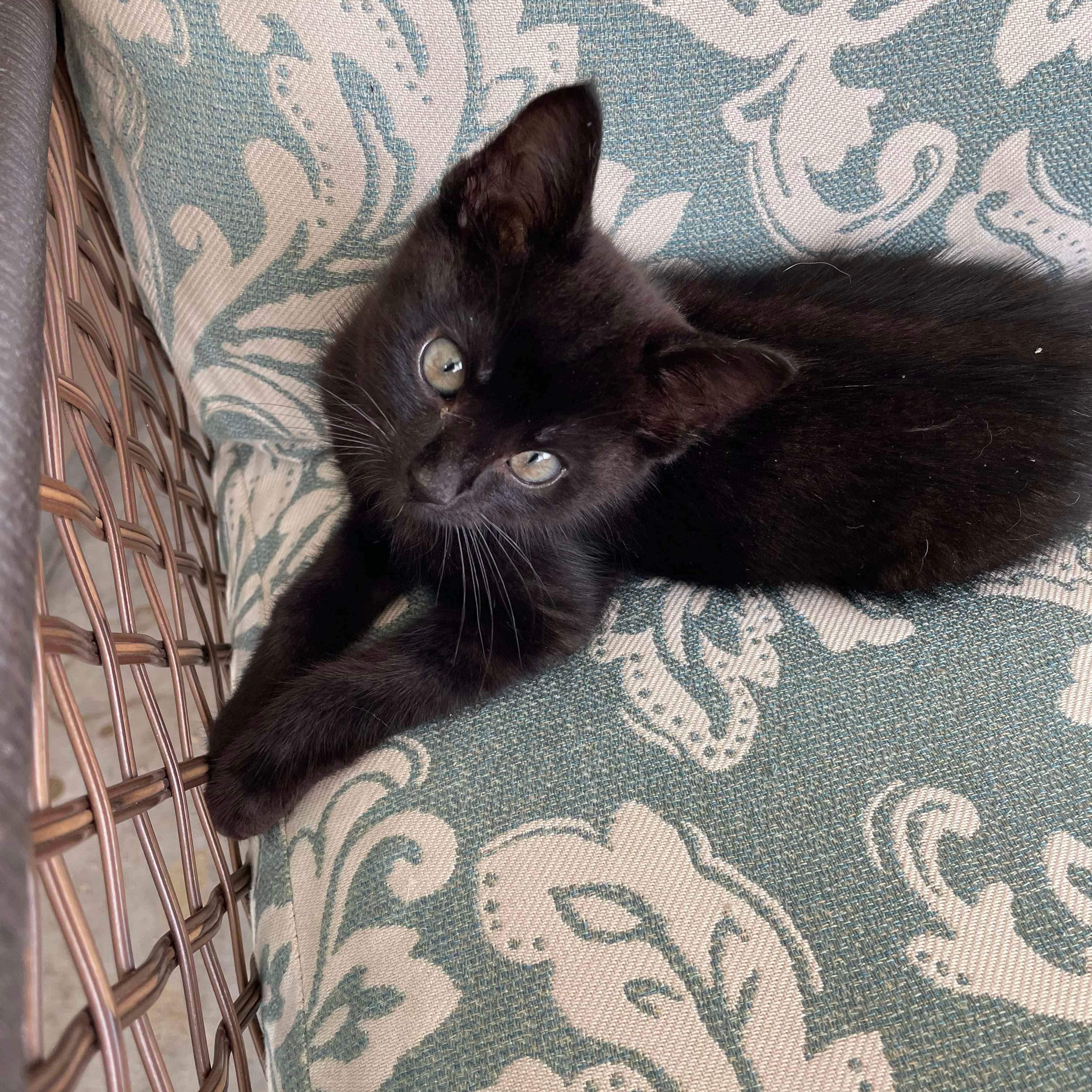 Alfredo - in foster home