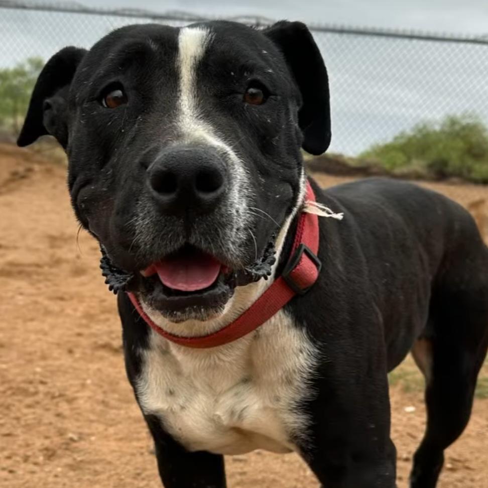 Valerie, Adoptable, Adult Female American Staffordshire Terrier.