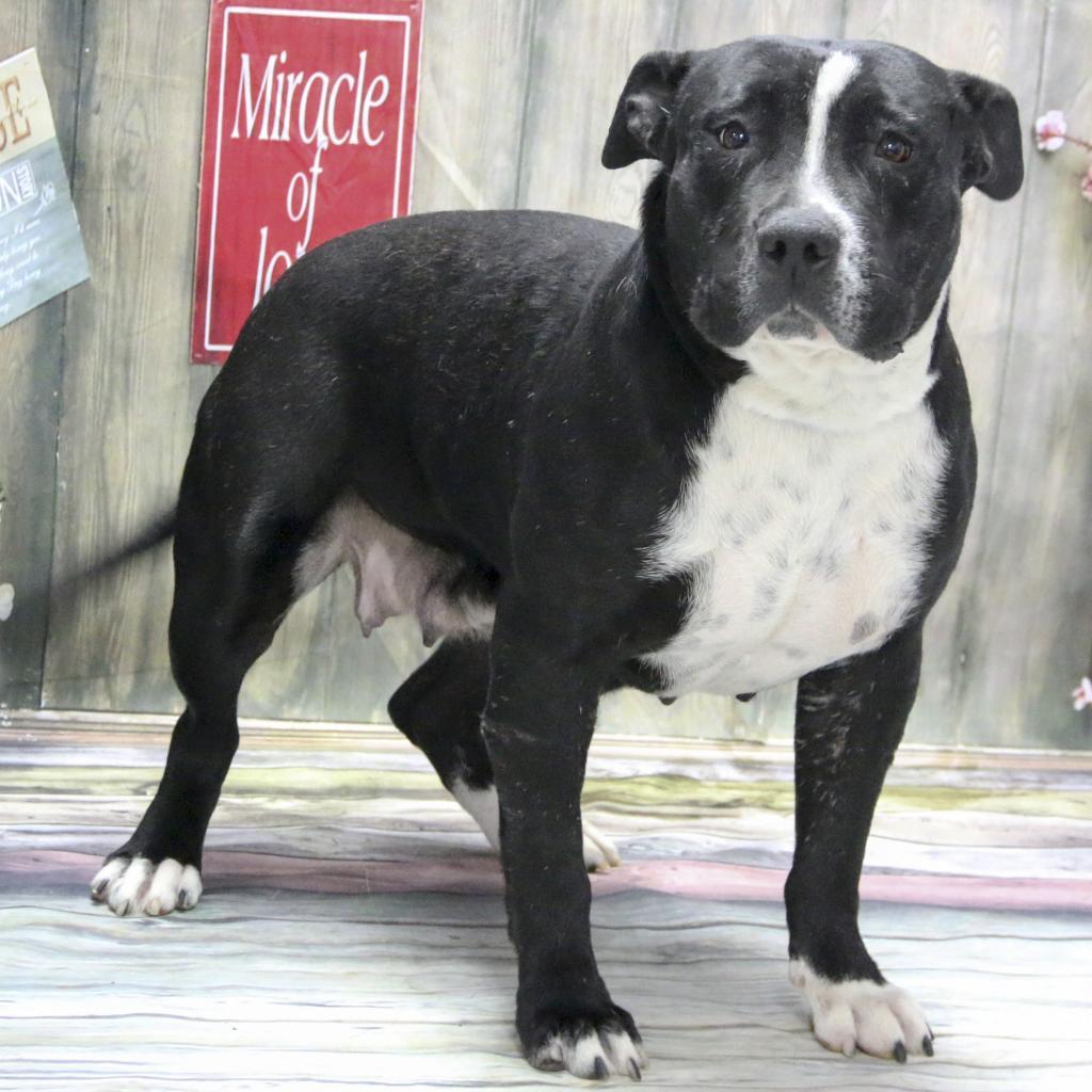 Enlarge Valerie, a Adoptable American Staffordshire Terrier in Casa Grande, AZ image 2/3