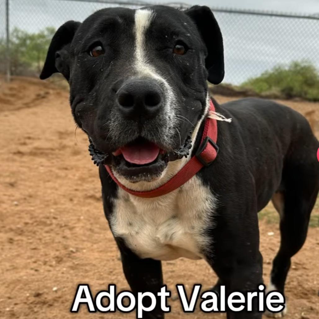 Enlarge Valerie, a Adoptable American Staffordshire Terrier in Casa Grande, AZ image 3/3