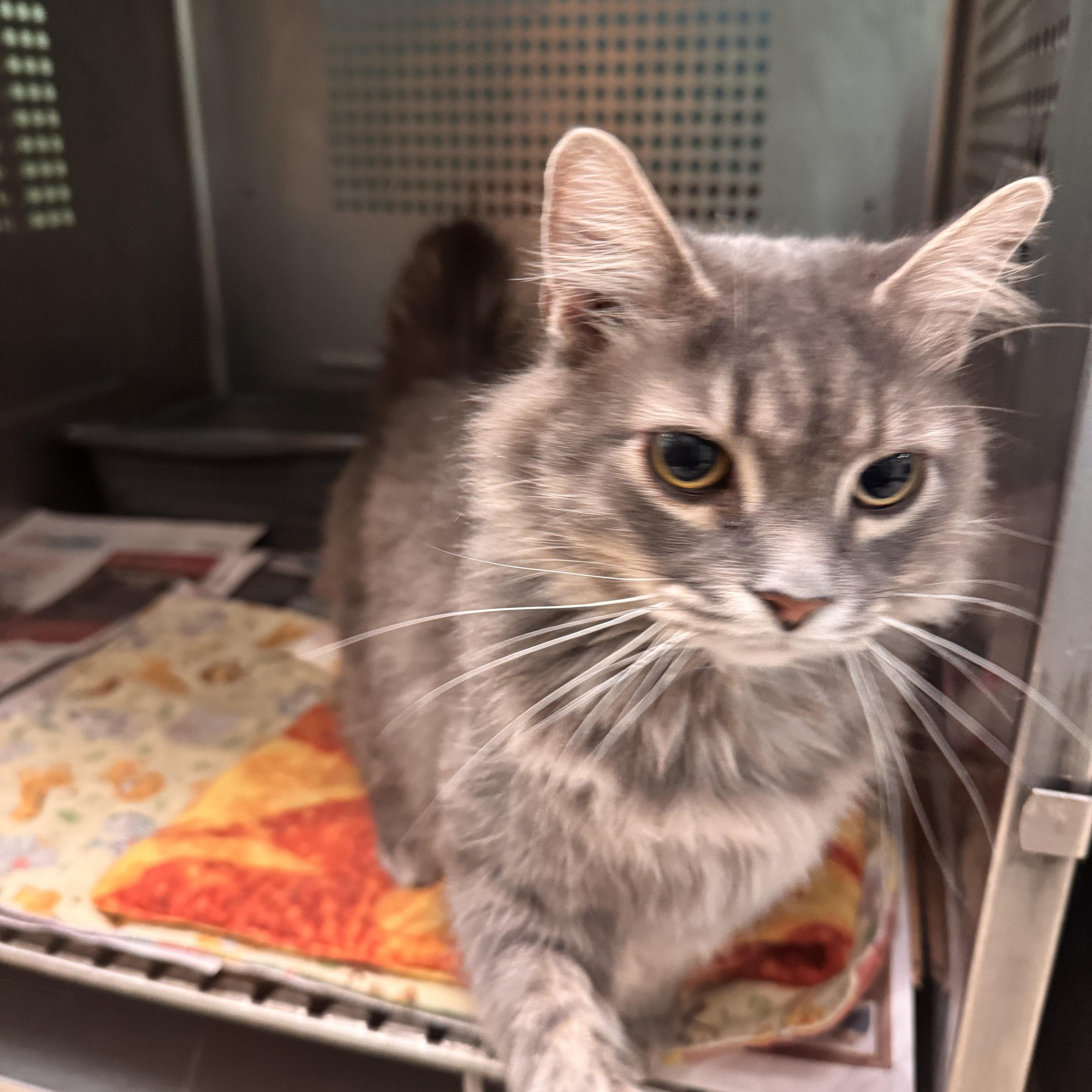 Stoney, an adopted Domestic Long Hair in Logan, OH image 1/2