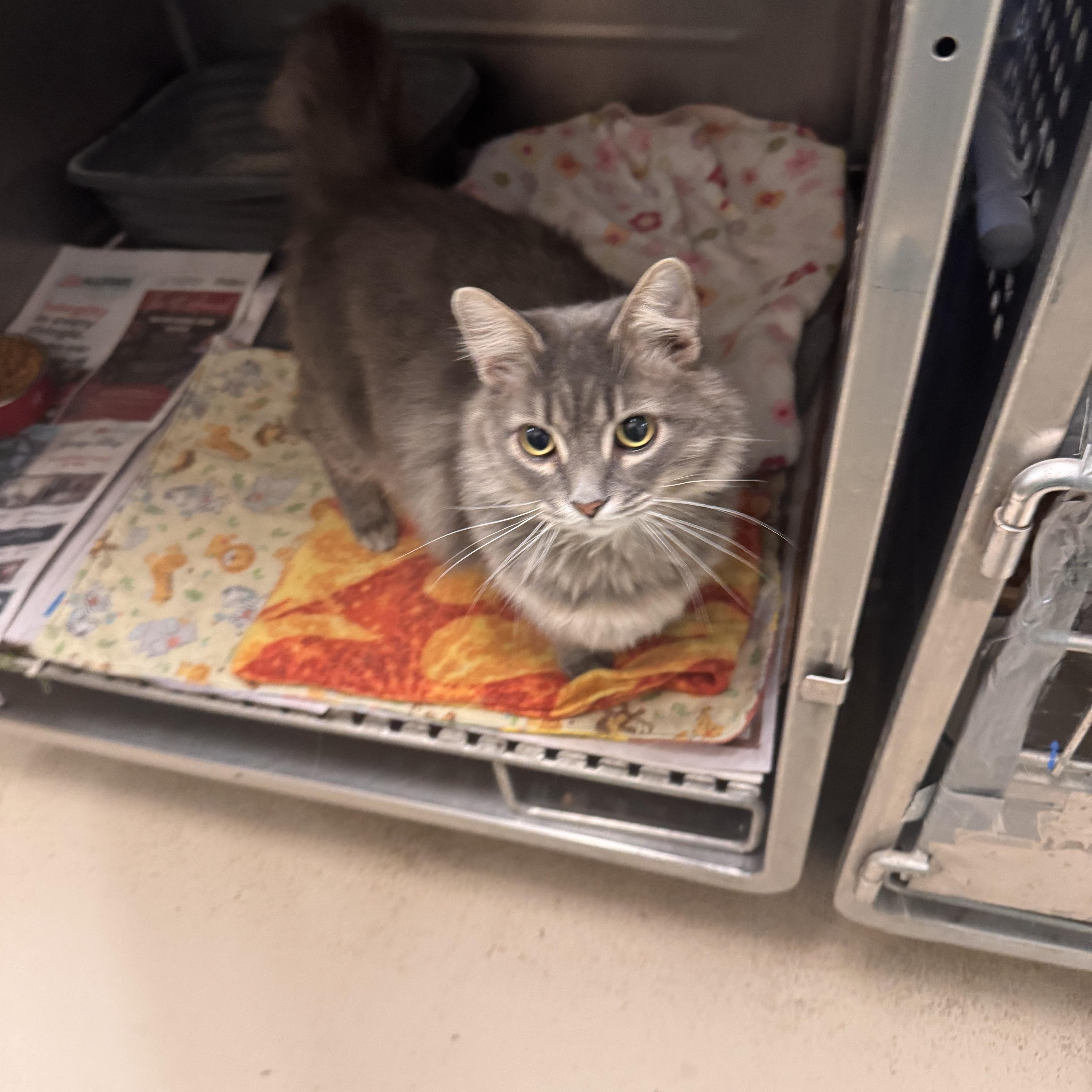Stoney, an adopted Domestic Long Hair in Logan, OH image 2/2