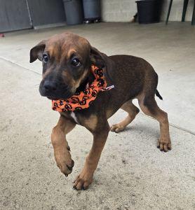 Enlarge Jolene, a Adopted Redbone Coonhound in Bucyrus, OH image 2/5