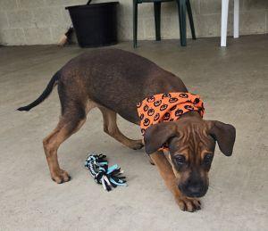 Enlarge Jolene, a Adopted Redbone Coonhound in Bucyrus, OH image 4/5