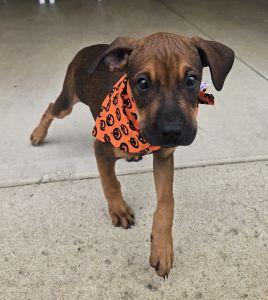Enlarge Jolene, a Adopted Redbone Coonhound in Bucyrus, OH image 3/5