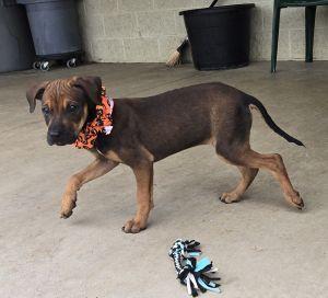 Enlarge Jolene, a Adopted Redbone Coonhound in Bucyrus, OH image 5/5