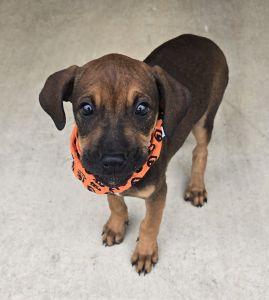 Jolene, Adopted, Young Female Redbone Coonhound.