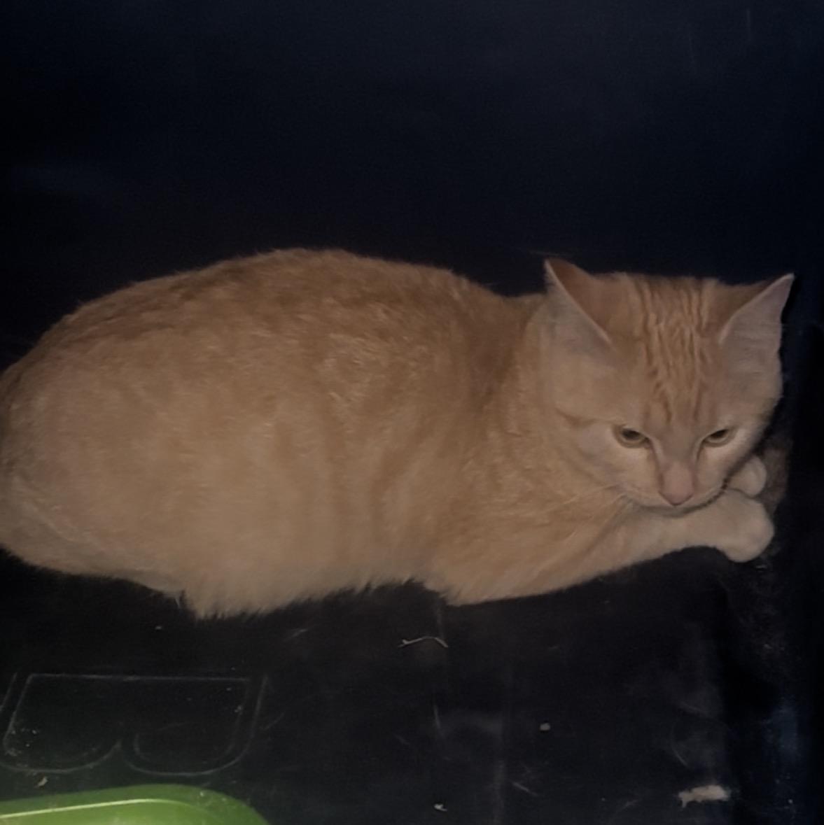 Enlarge Boyd, a Adoptable Tabby in Winnipeg, MB image 2/2