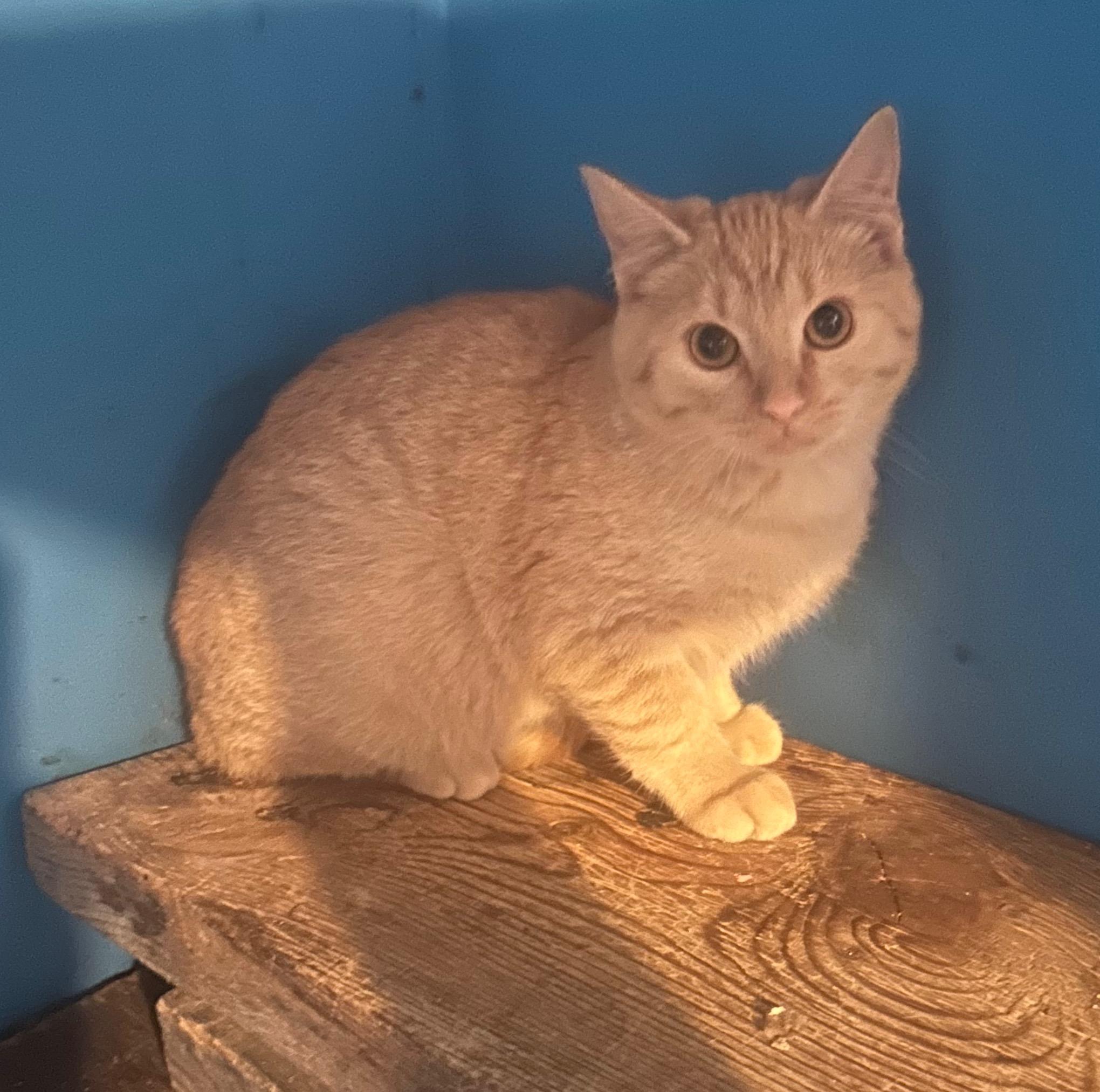 Boyd, Adoptable, Kitten Male Tabby.