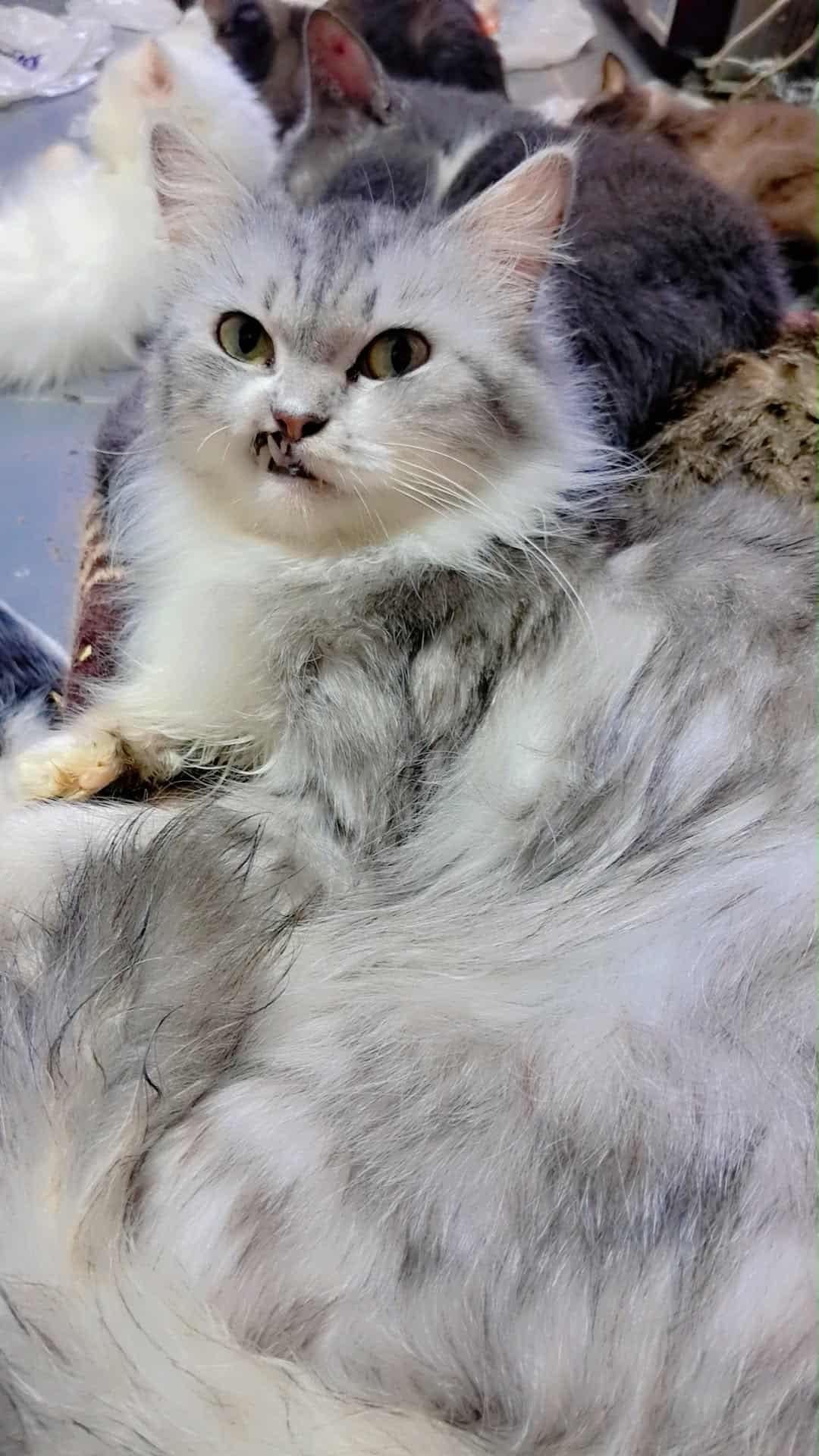 Sandy (part Persian)