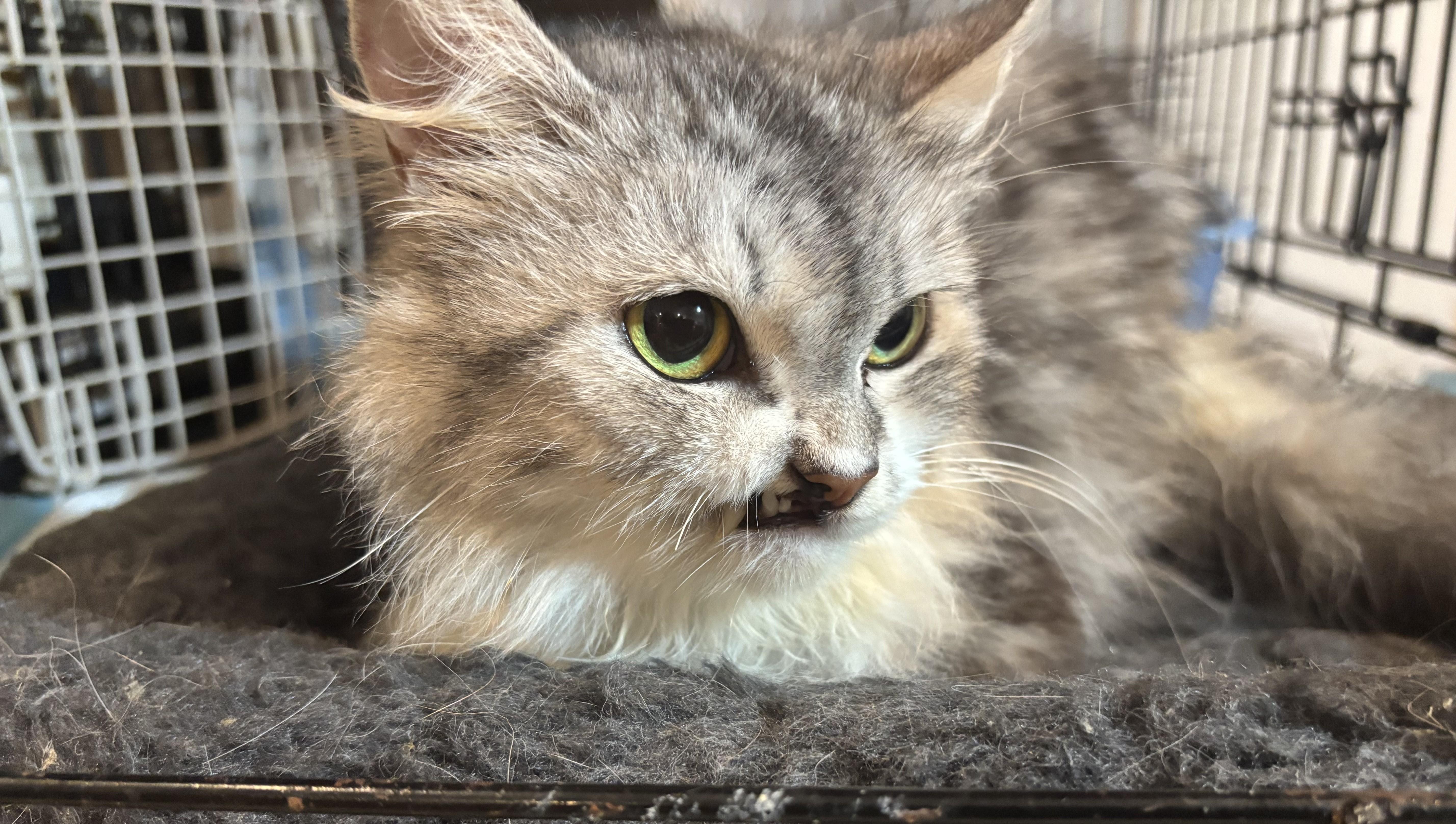 Sandy (part Persian)