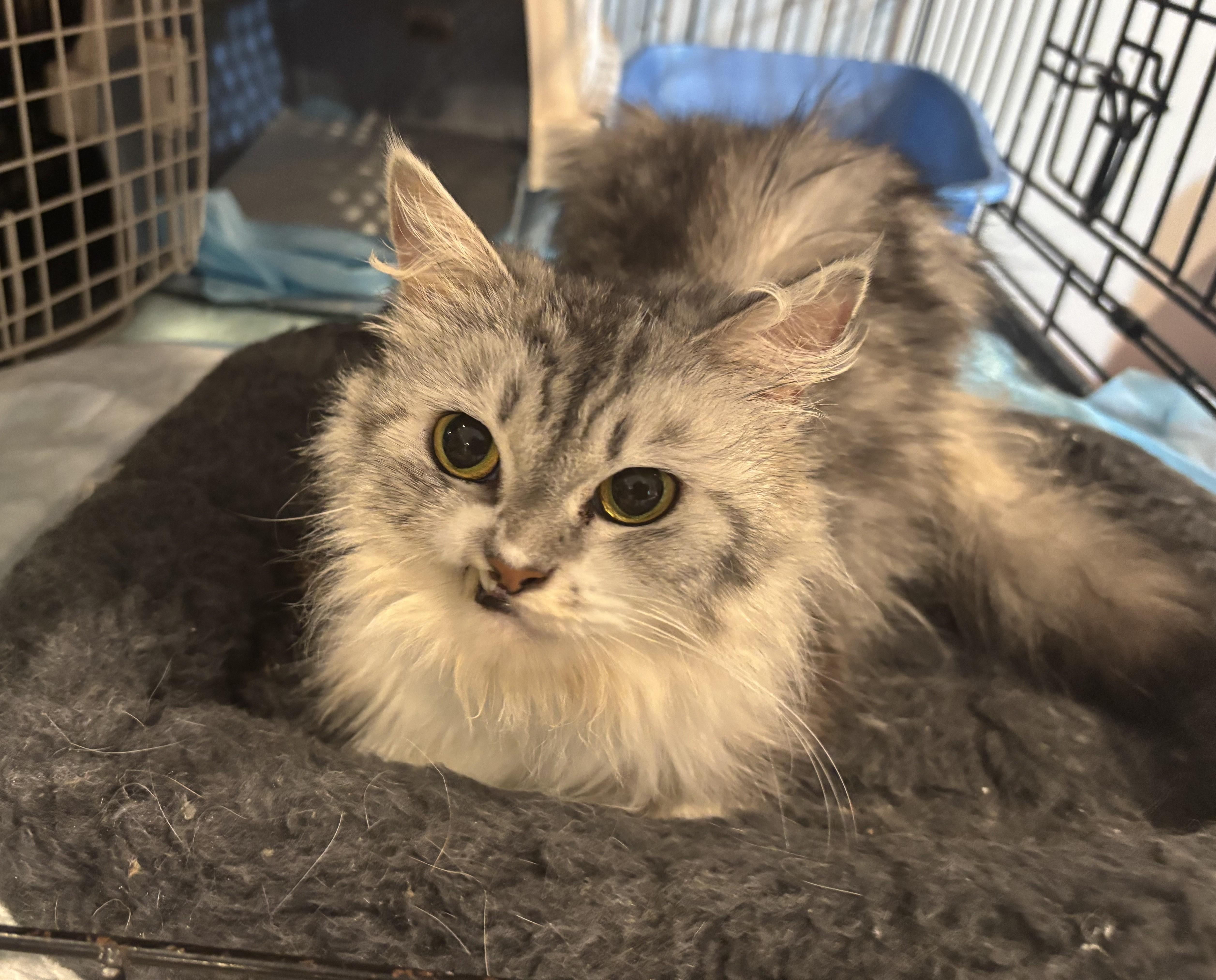 Sandy (part Persian)