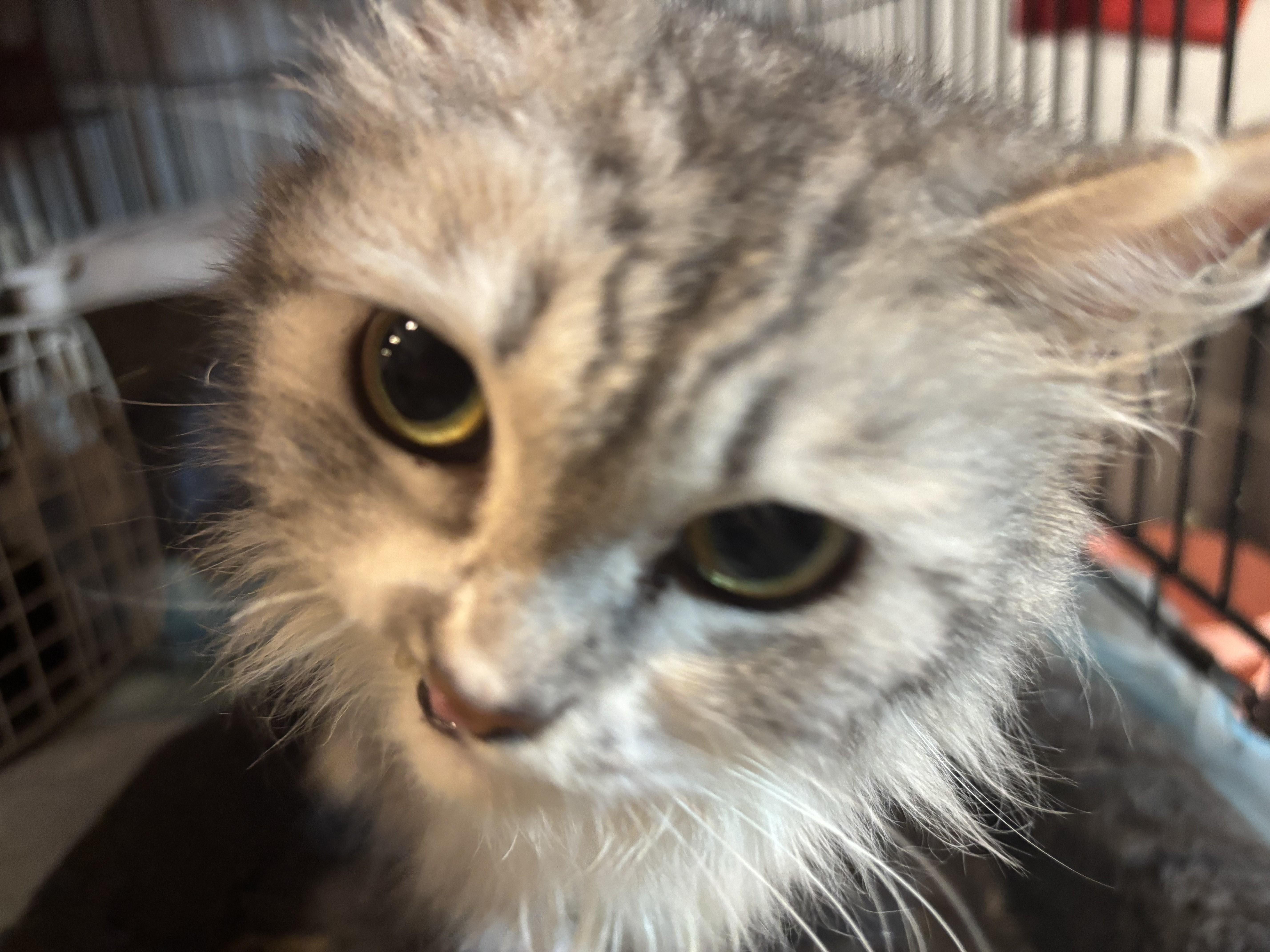 Sandy (part Persian)