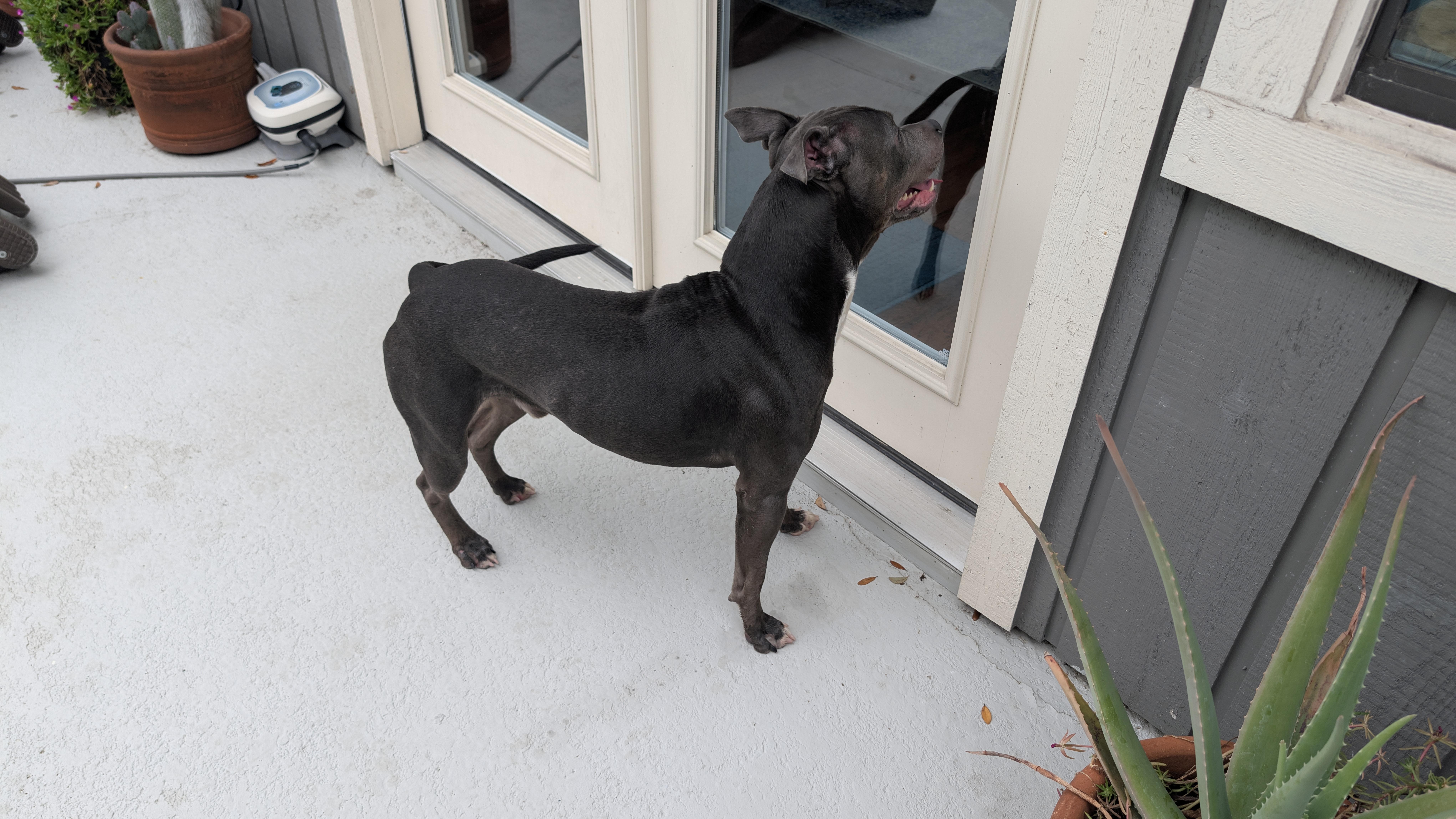 Enlarge Blue, a ADOPTABLE mixed breed in Houston, TX image 2/4